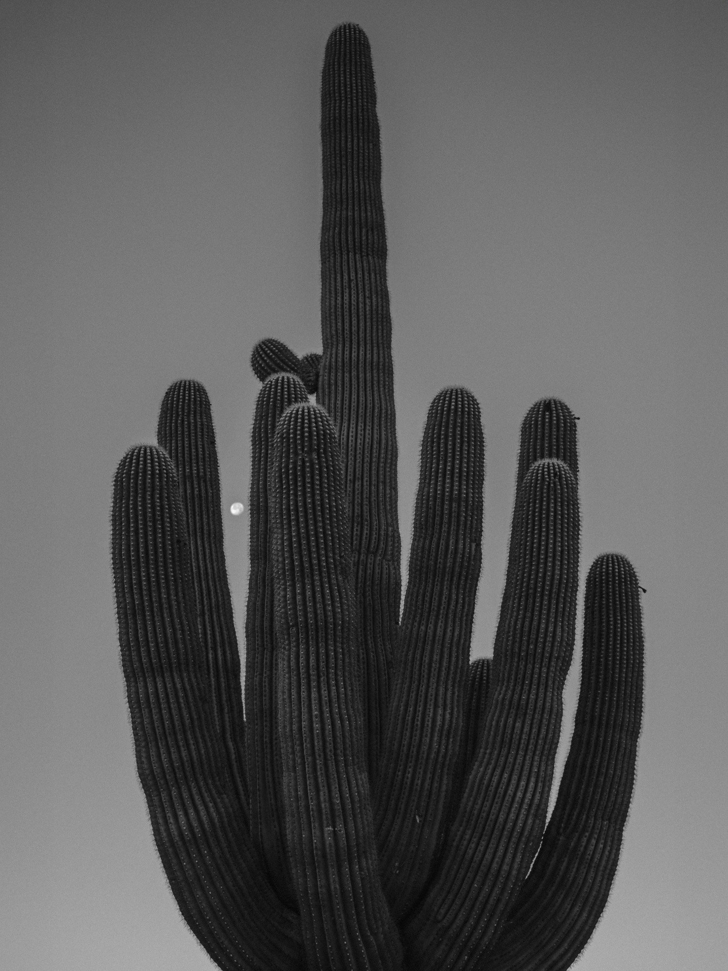 Saguaro and the Moon | Tuscon, Arizona