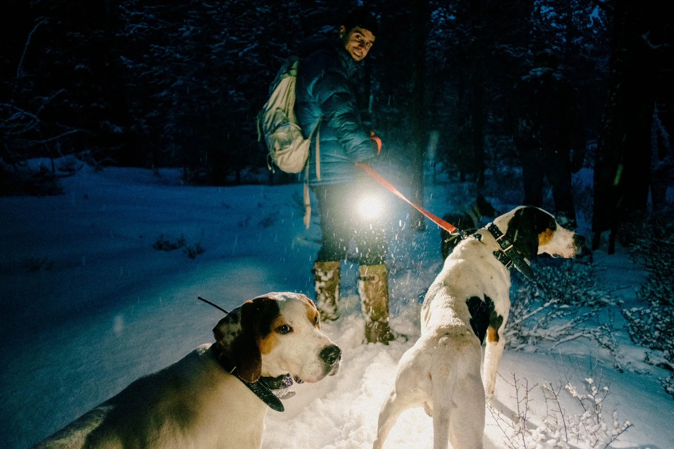 Tracking With Dogs. Oregon.
