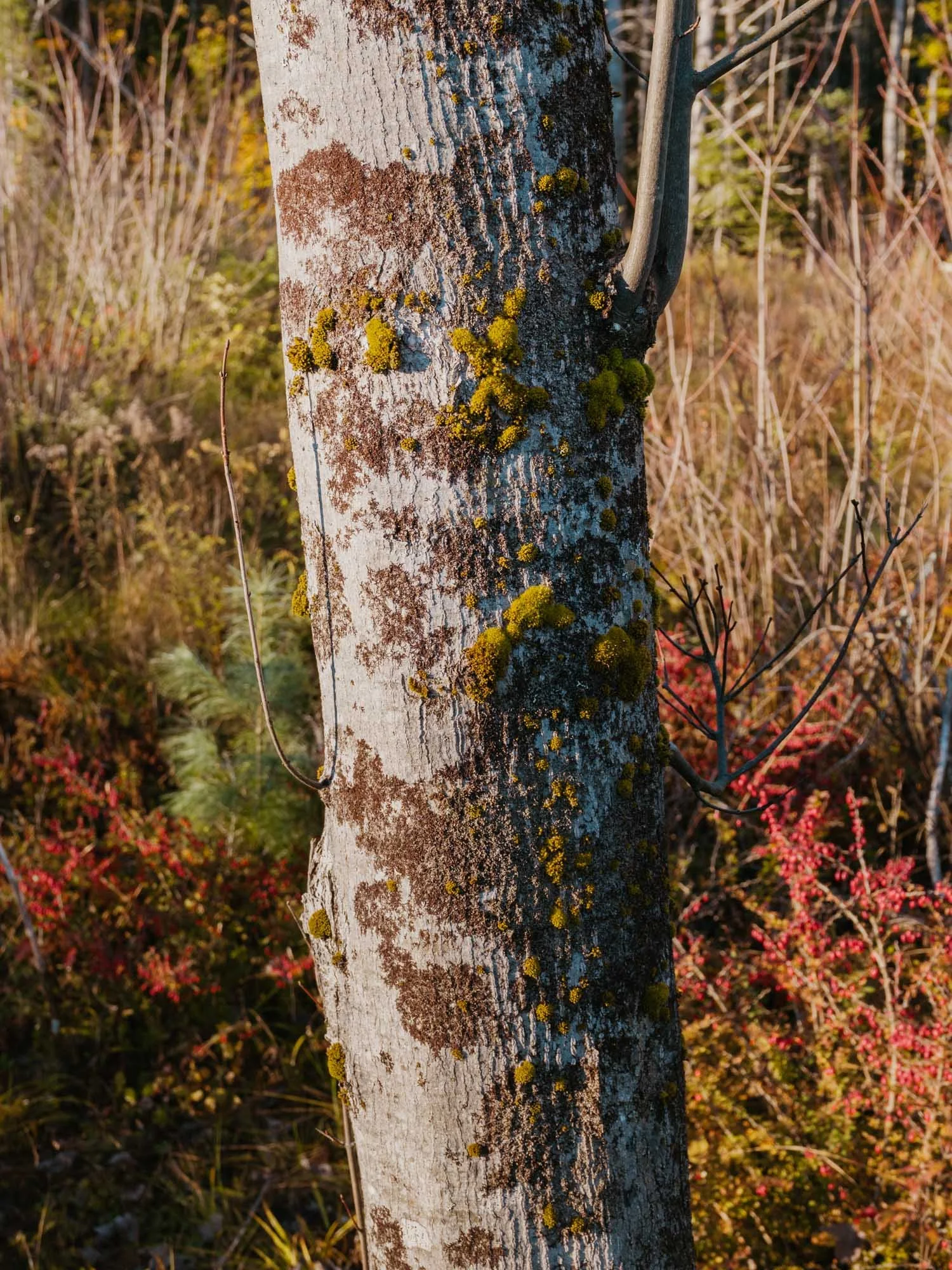 L1001559_Hollis Center Maine.jpg