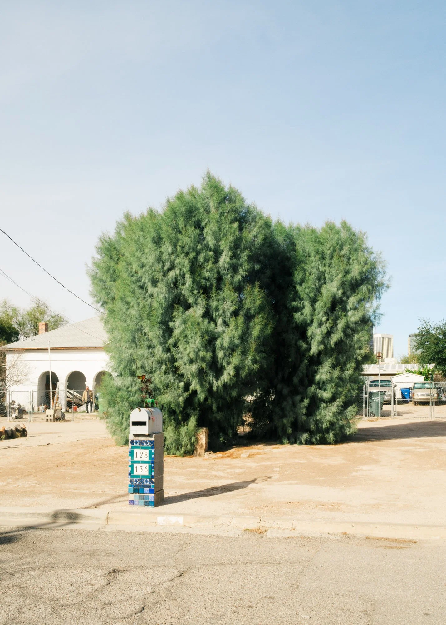 IMG_2692_Giant Shrub in Tuscon Front Yard.jpg