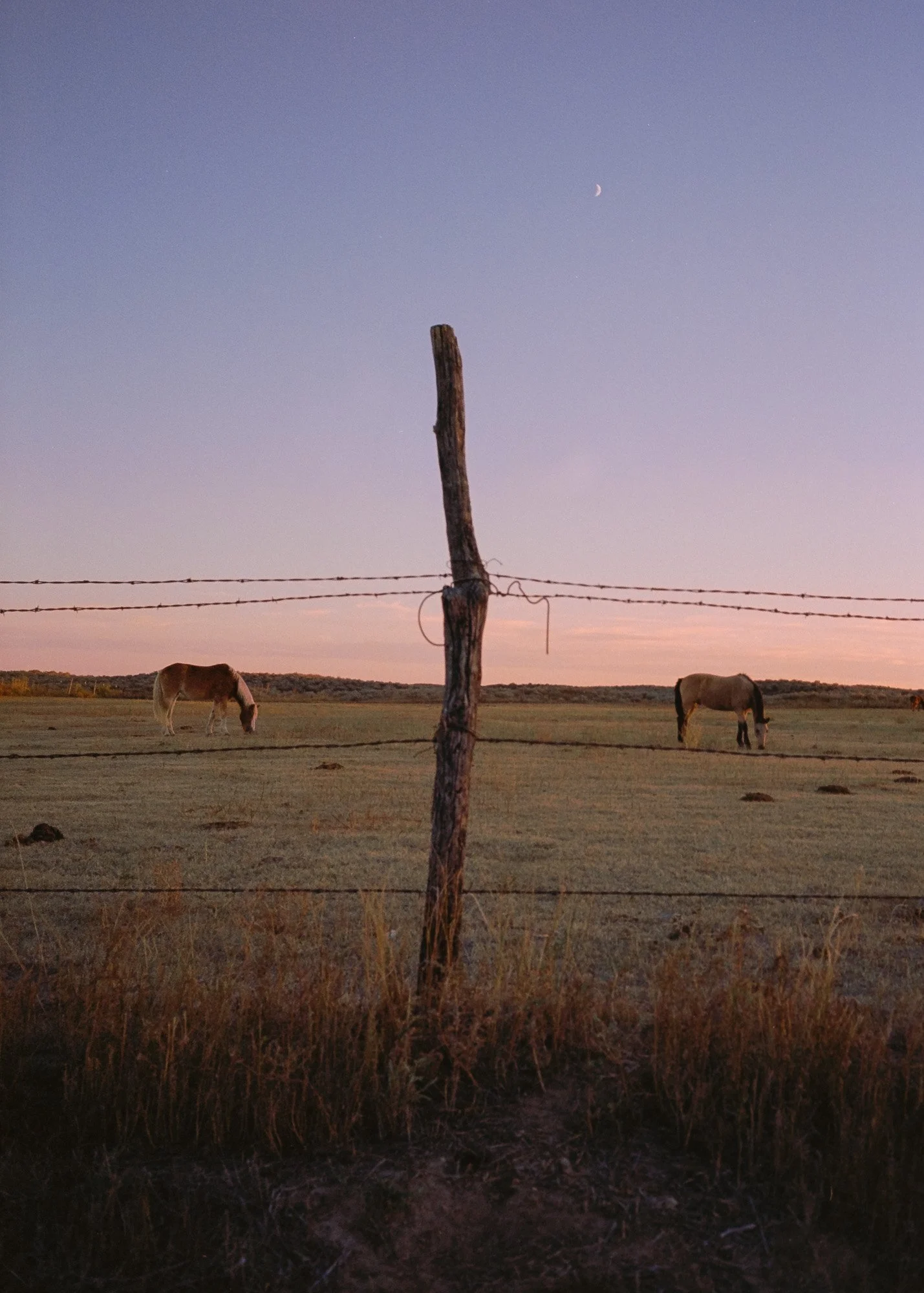 Two Horses At Sunset. Kansas.