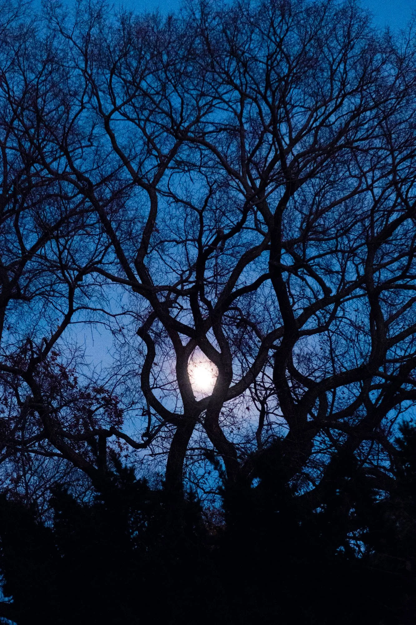 IMG_1999_Moonrise Thru The Trees The Met Cloisters.jpg