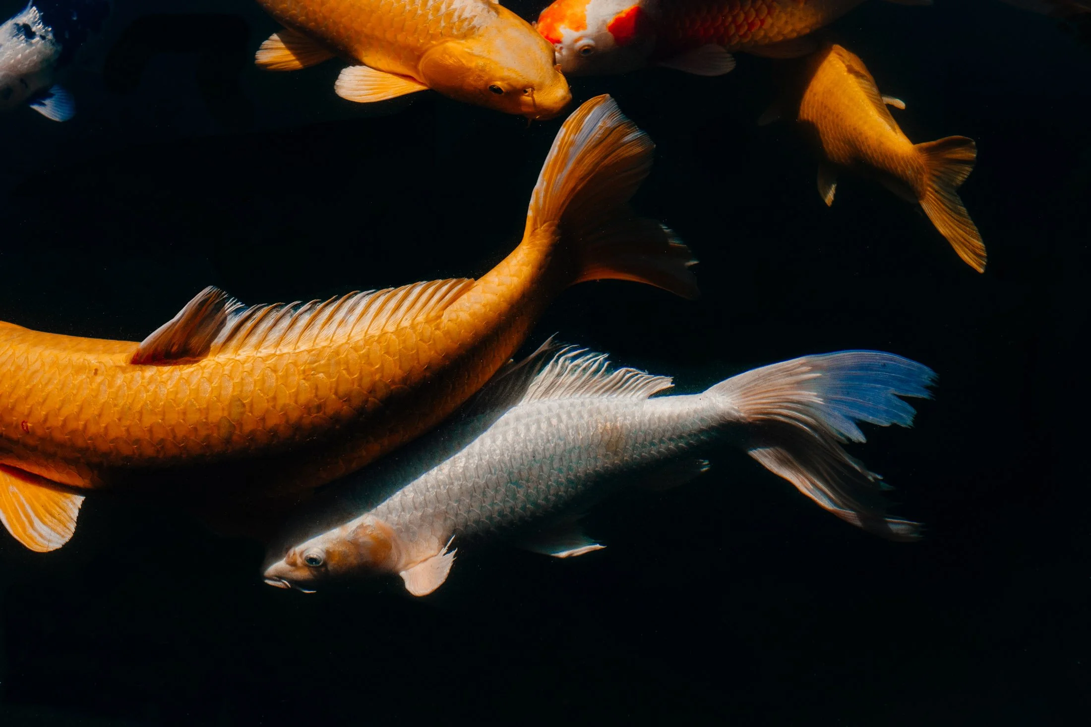 Koi Pond
