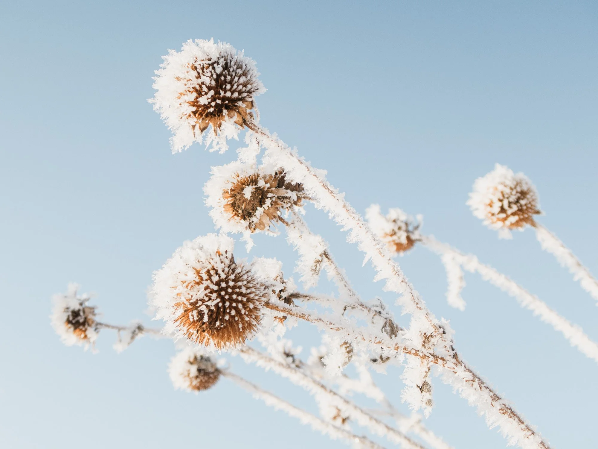 IMG_3340_Hoar Frost on Cold Nebraska Morning.jpg