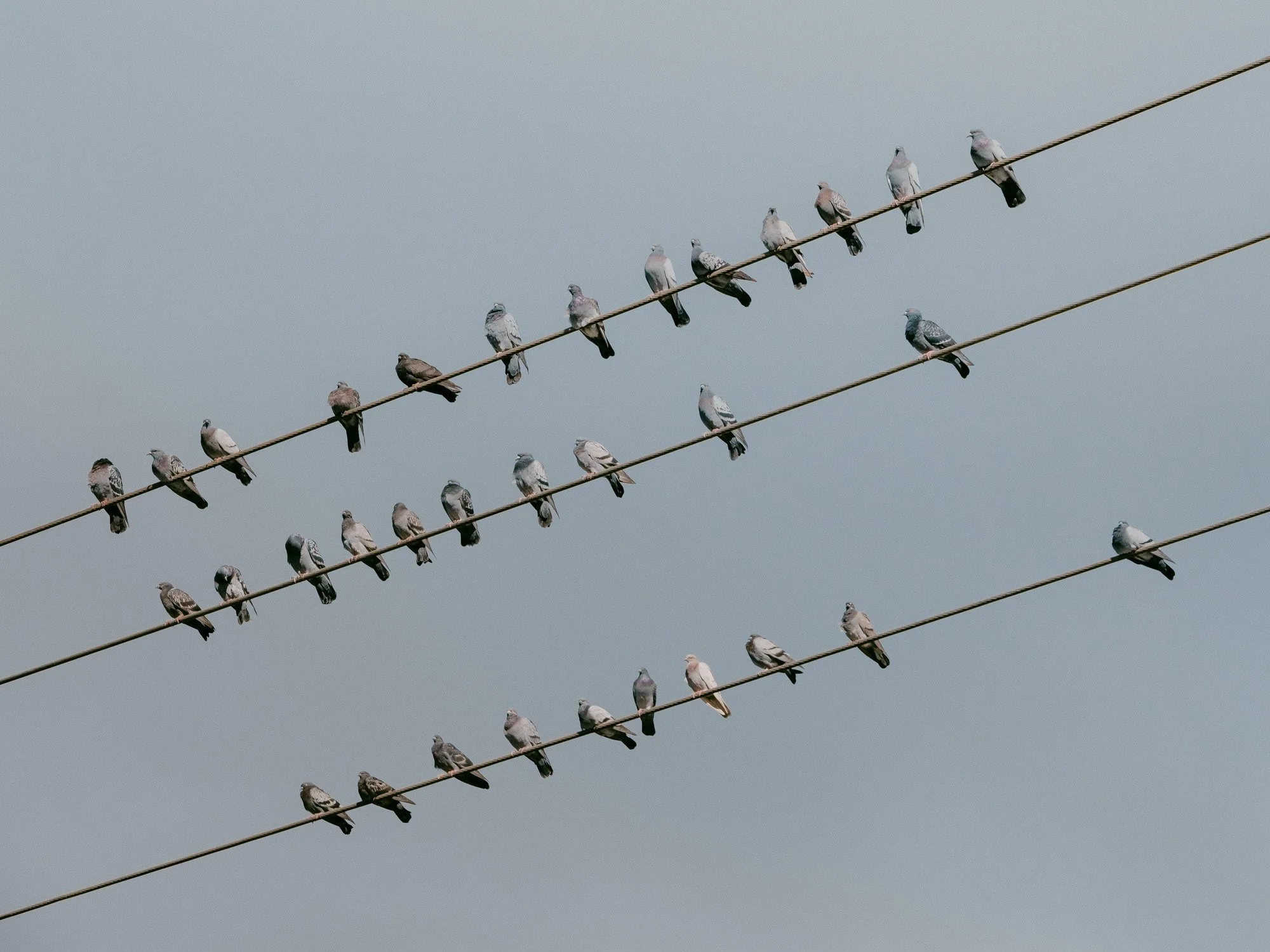 Pigeons on Wire