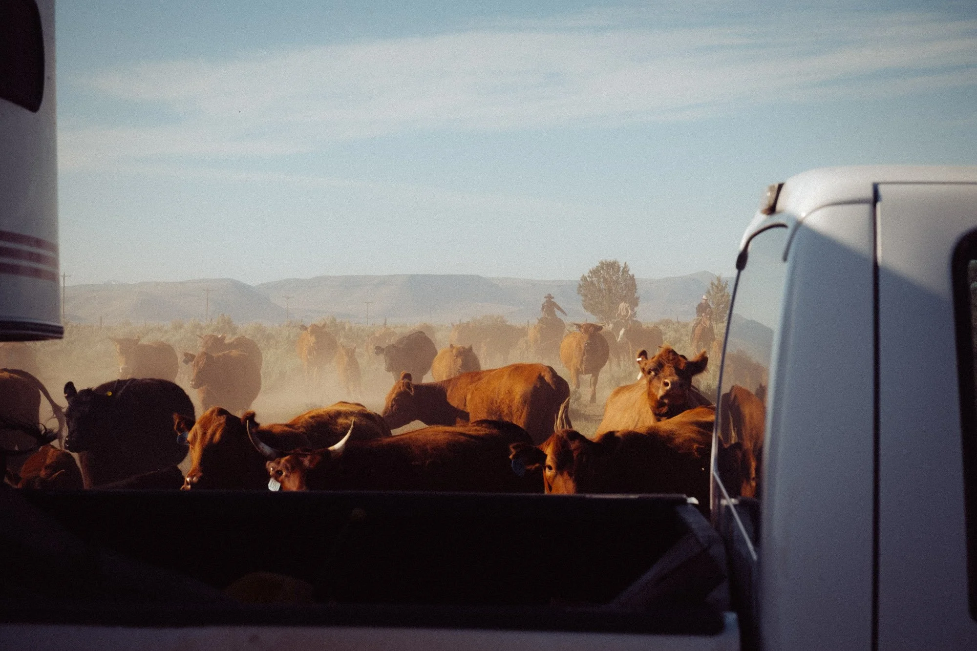 _ROB4262_RoaringSpringsRanch_HerdingCattle.jpg