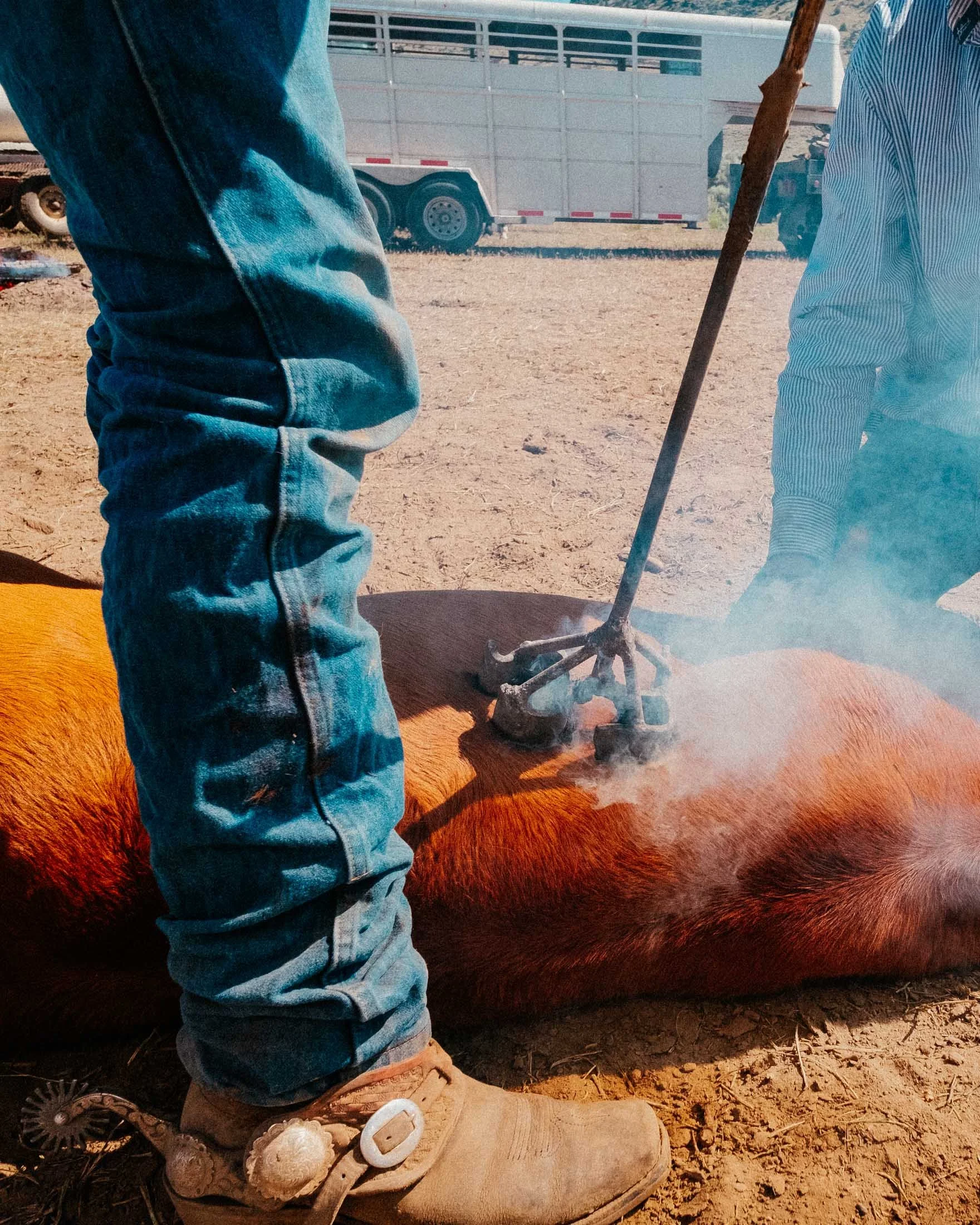 Calf Branding. Roaring Springs Ranch, Oregon.