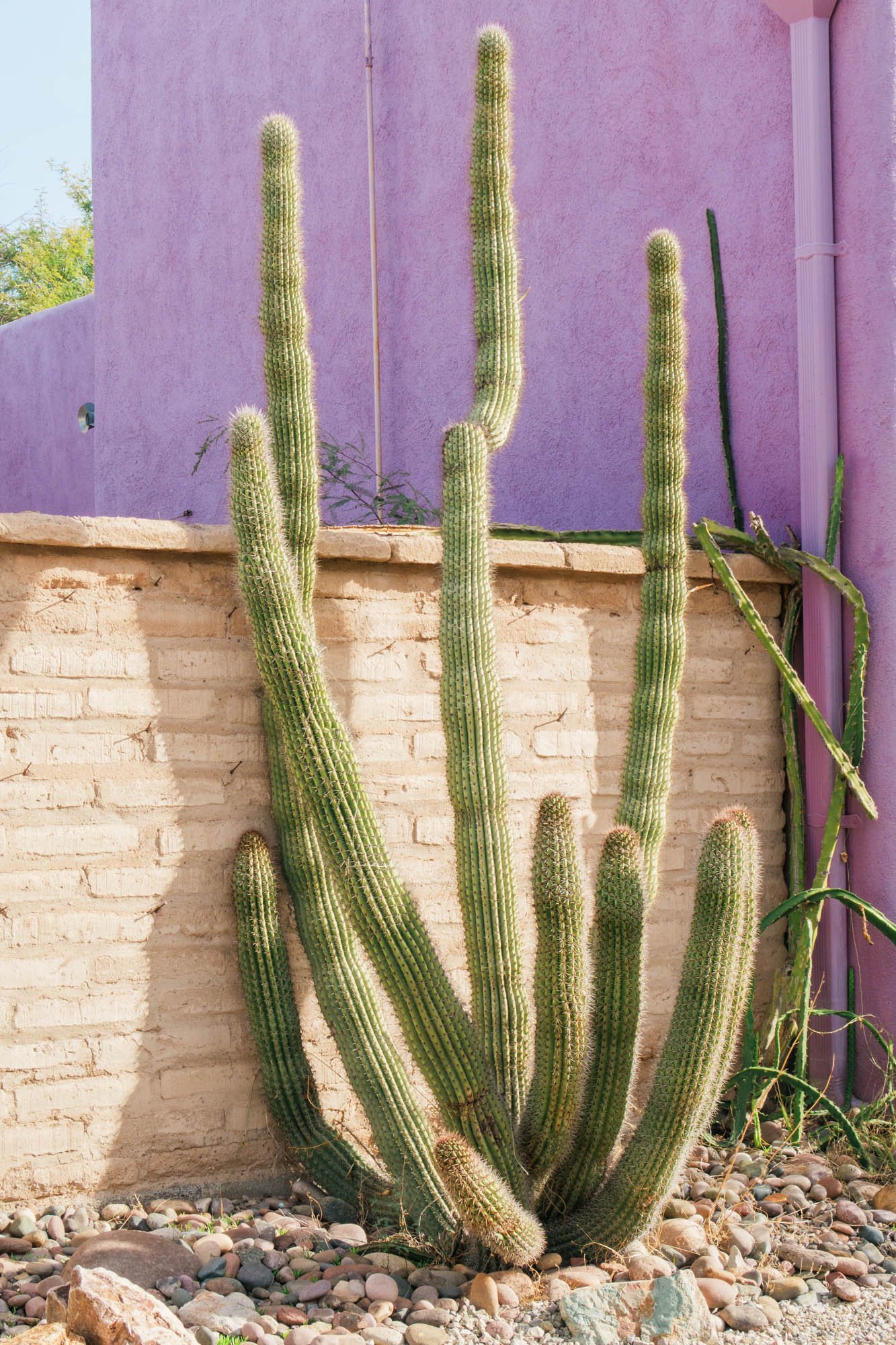 Lawn Organ Pipe Cactus | Tuscon, Arizona