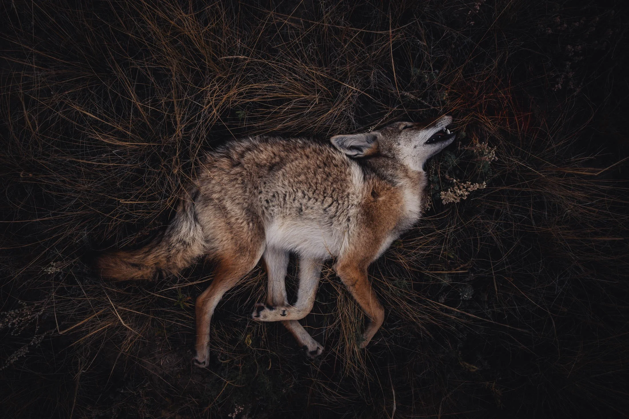 Dead Coyote. Wyoming.
