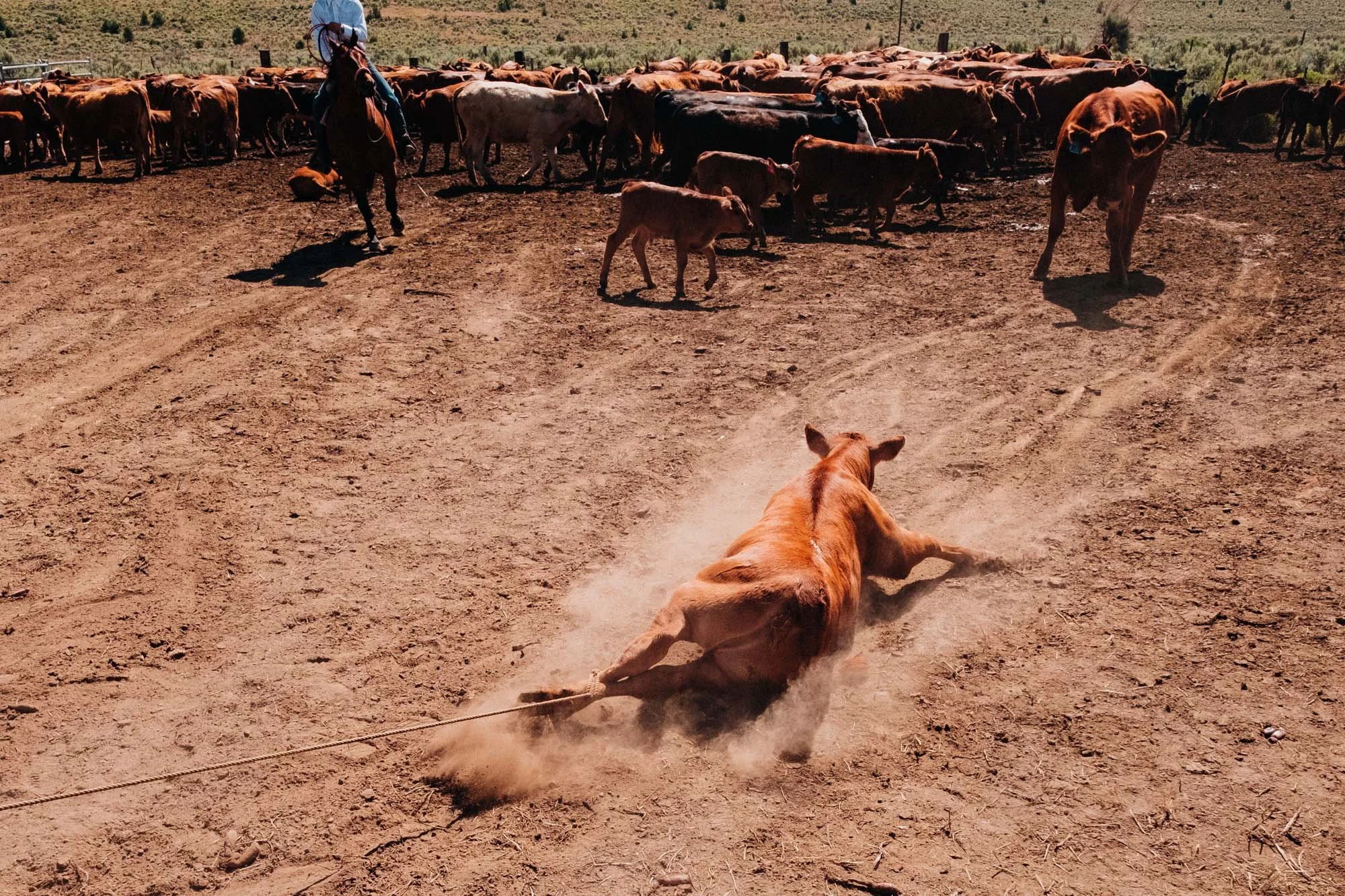 DSCF7783_RoaringSpringsRanch_DraggingCalf.jpg