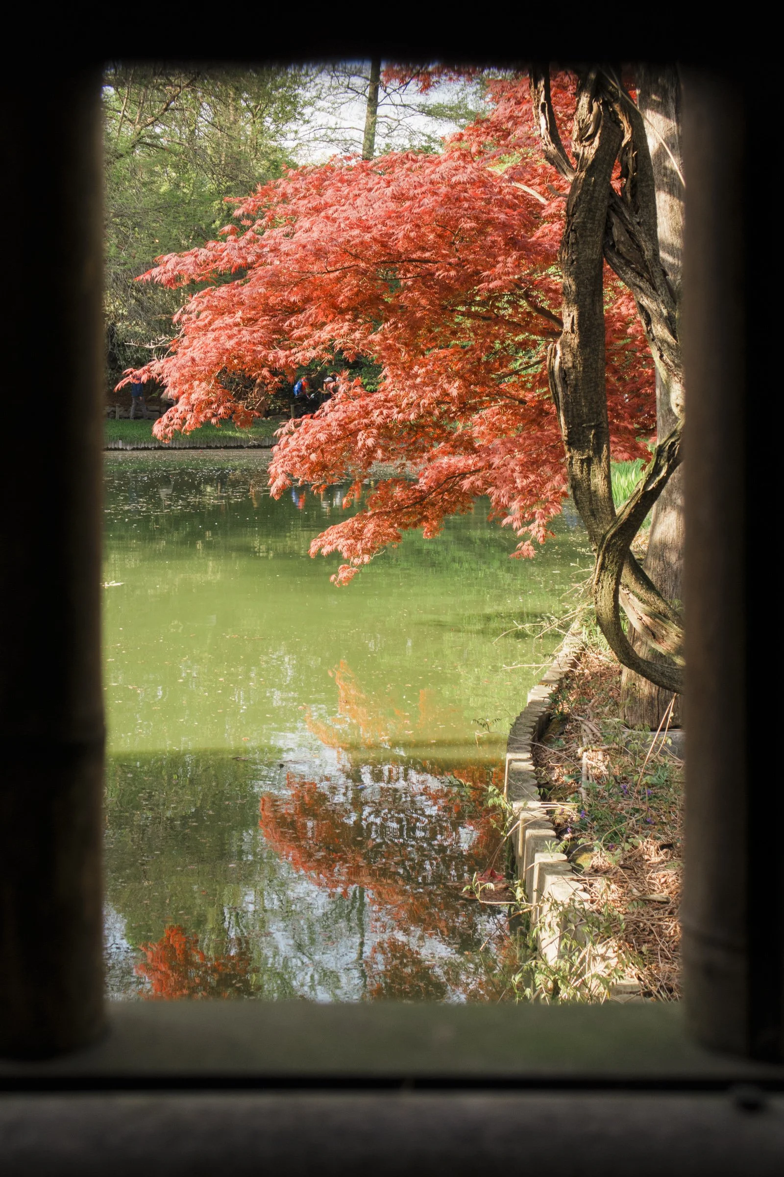 IMG_4374_BrooklynBotanicalGardens_JapaneseMapleThruGazebo.jpg