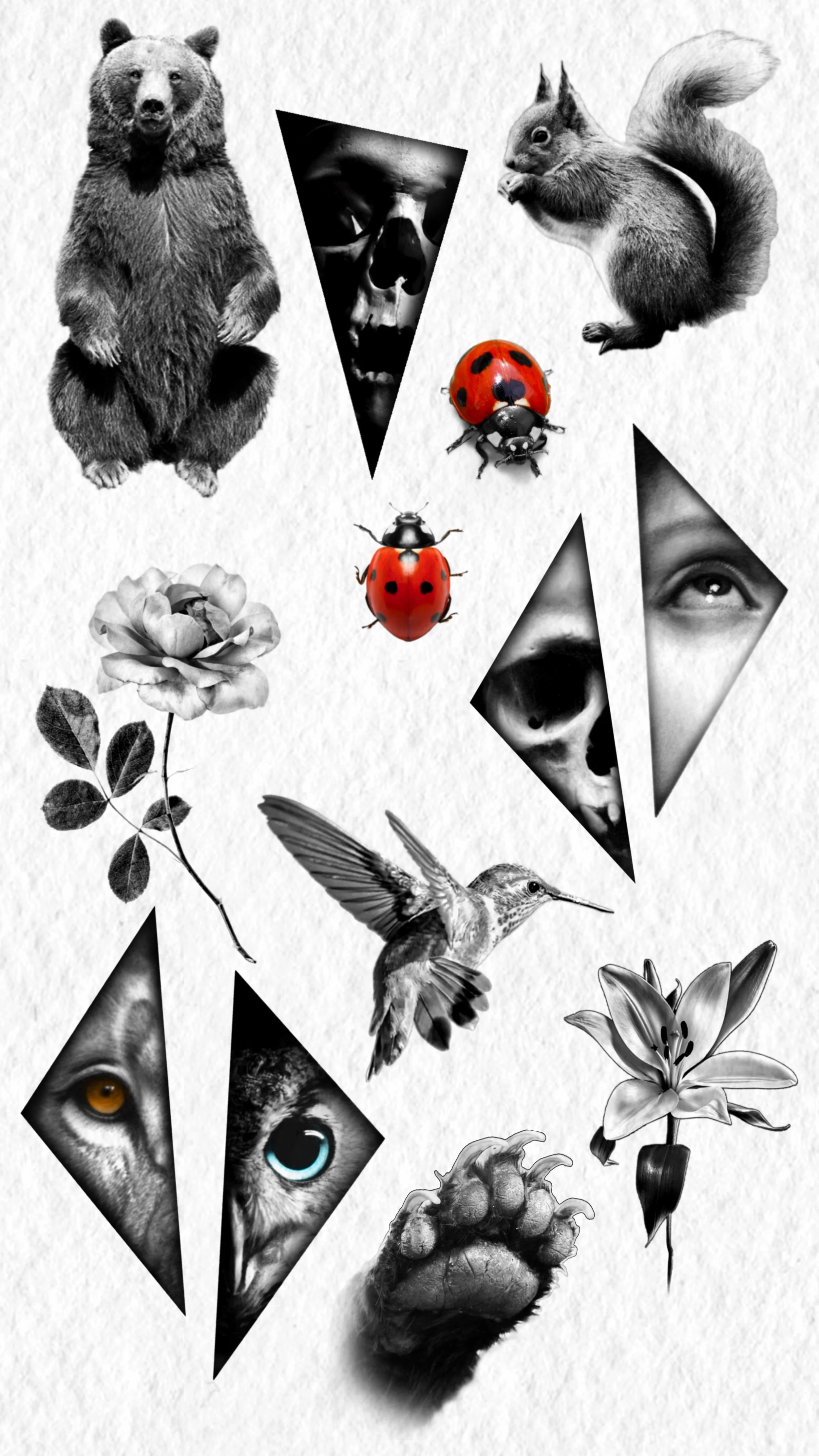 Collage of animals in black and white with some color accents, including a bear, squirrel, hummingbird, owl eye, cat eye, ladybug, skull, flower, and paw print.