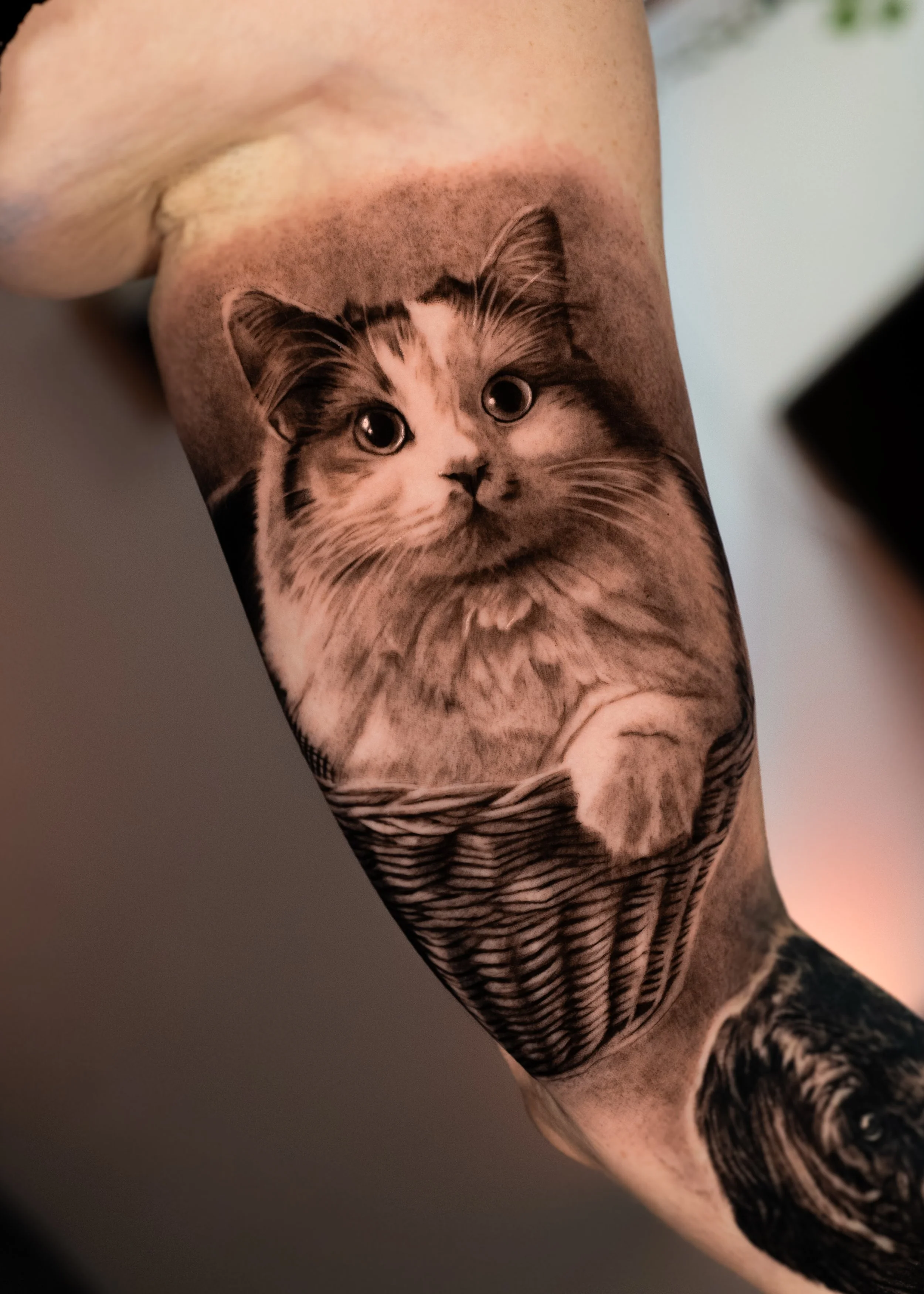 Tattoo einer realistisch dargestellten Katze auf dem Arm einer Person.