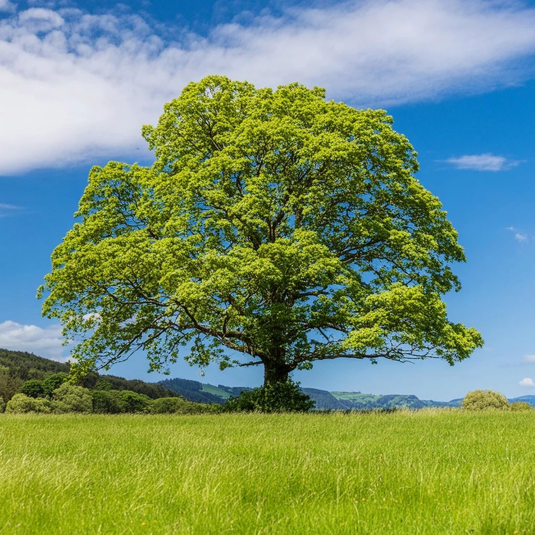 Trees-5-Horn beam.jpeg