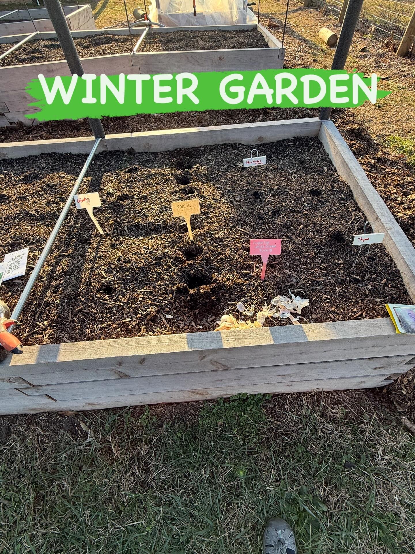 I took advantage of the 72 degree day to plant a vegetable bed. Carrots, turnips, beets, calendula, thyme, parsley, tatsoi, garlic, collards, daikon radish - all frost tolerant plants. On Sunday, before the nights will freeze again, we&rsquo;ll cover