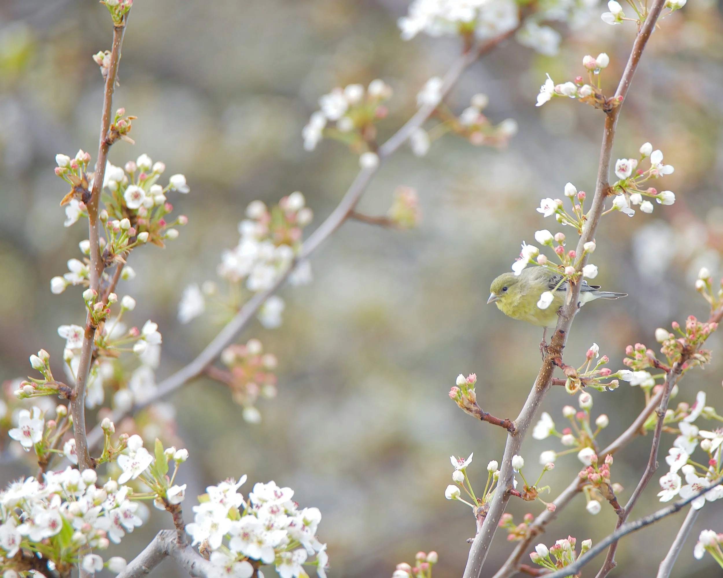 Morning Cohort - Elul: Touching the Beloved Within