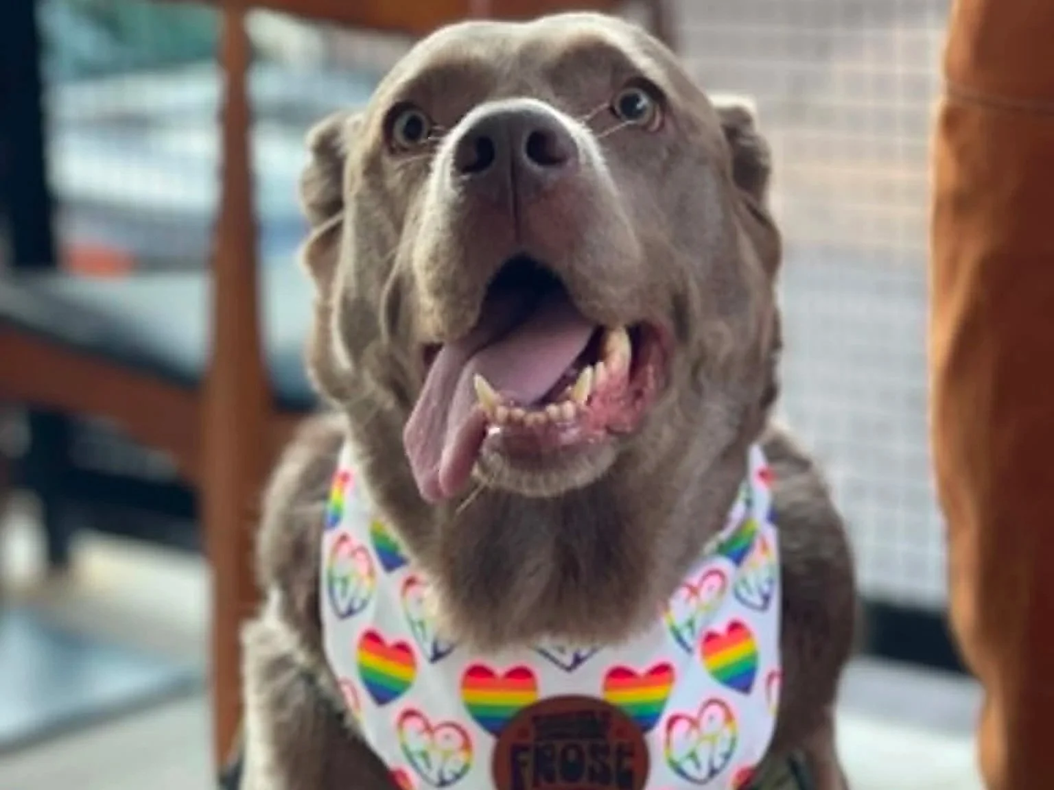 Yappy Hour 