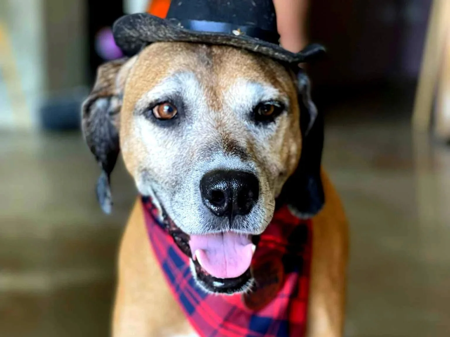 Yappy Hour at Frost