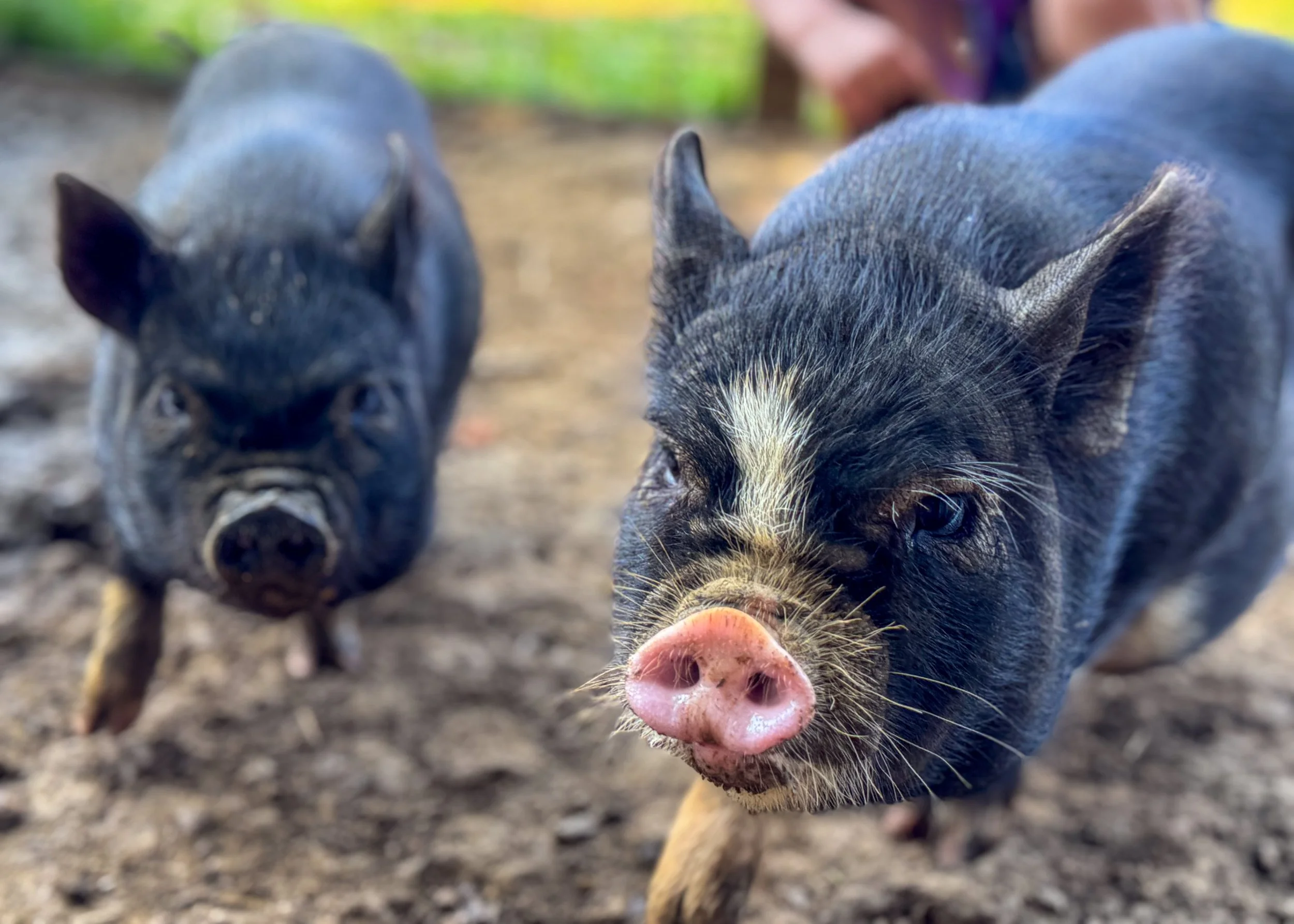 Zorro and Raya Piglets 2025.jpg