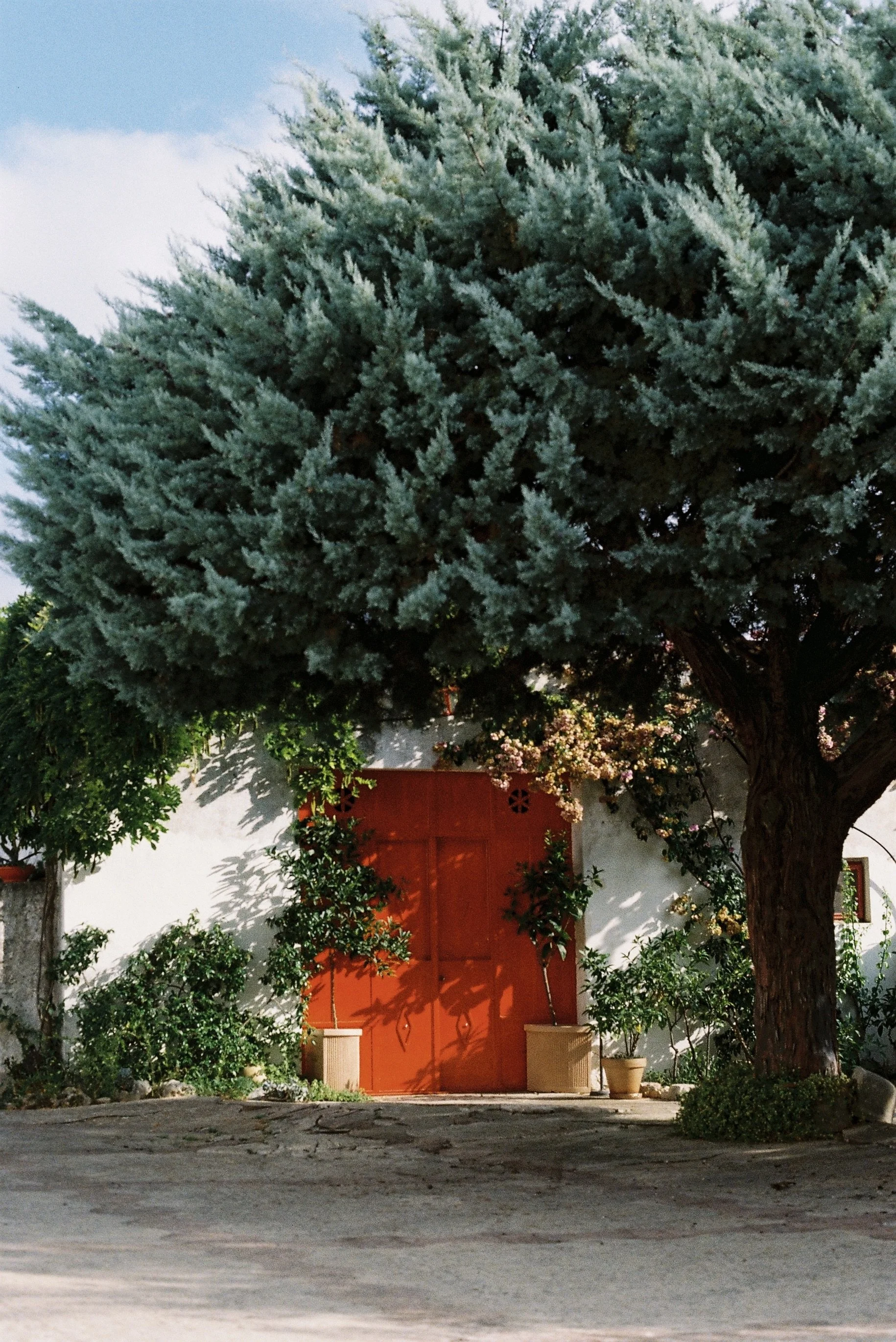 A large pine tree with dense green foliage standing in front of a white house with a vibrant orange front door, surrounded by potted plants and a paved driveway.