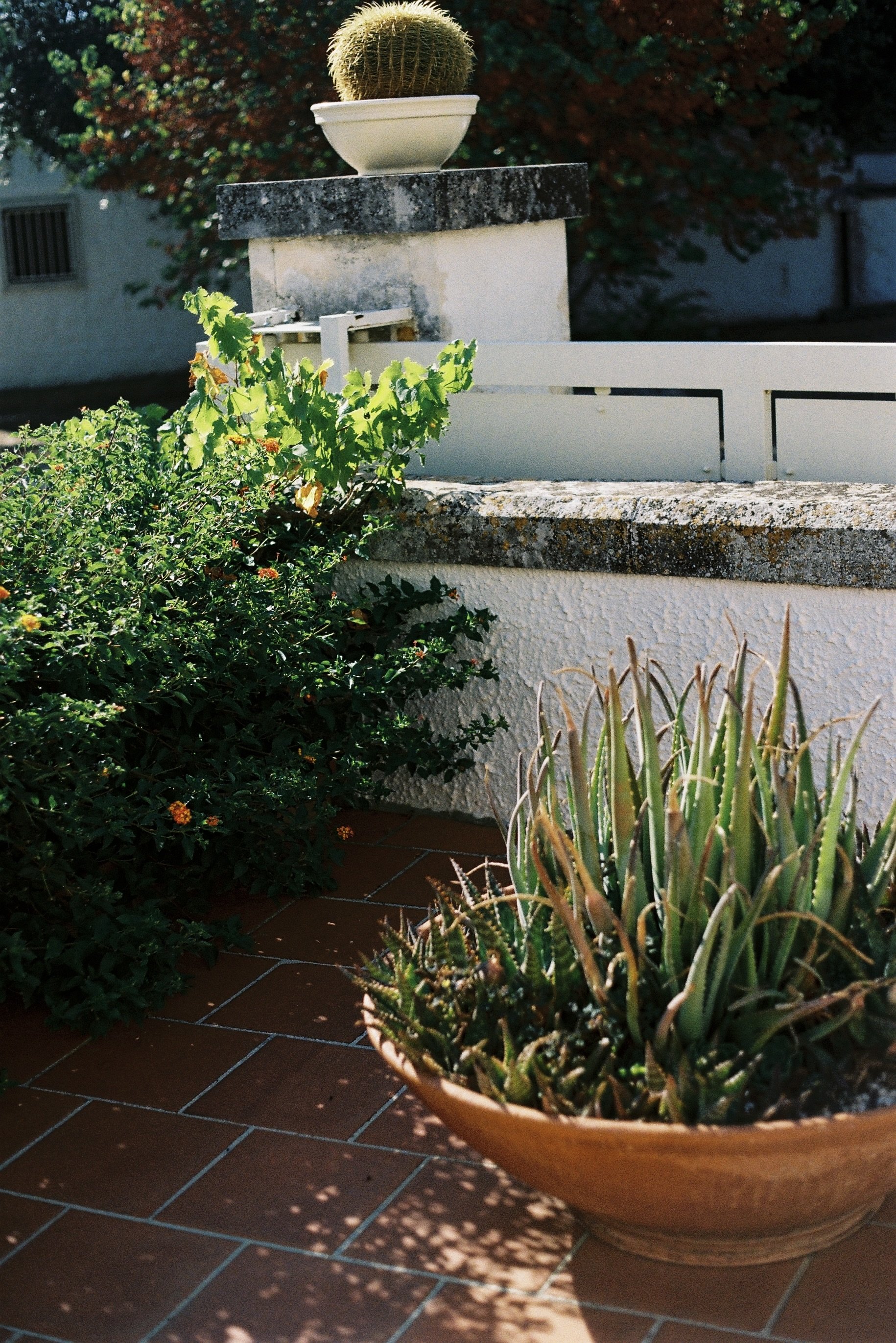 A potted succulent plant in a reddish-brown ceramic bowl, placed on a tiled patio. Behind it, there are various green bushes and plants, with a stone wall and a white fence, and a decorative cactus in a bowl on top of a concrete structure. Red foliag