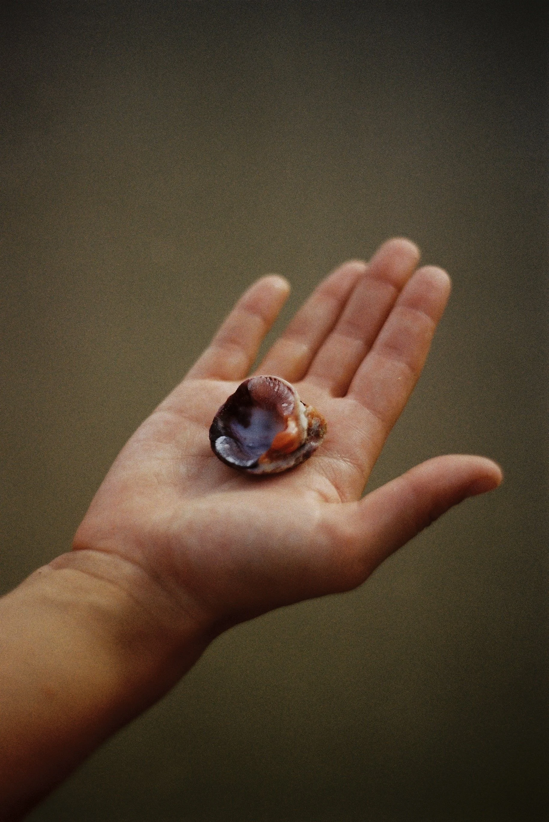 A hand holding a seashell with a shiny, dark-colored interior.