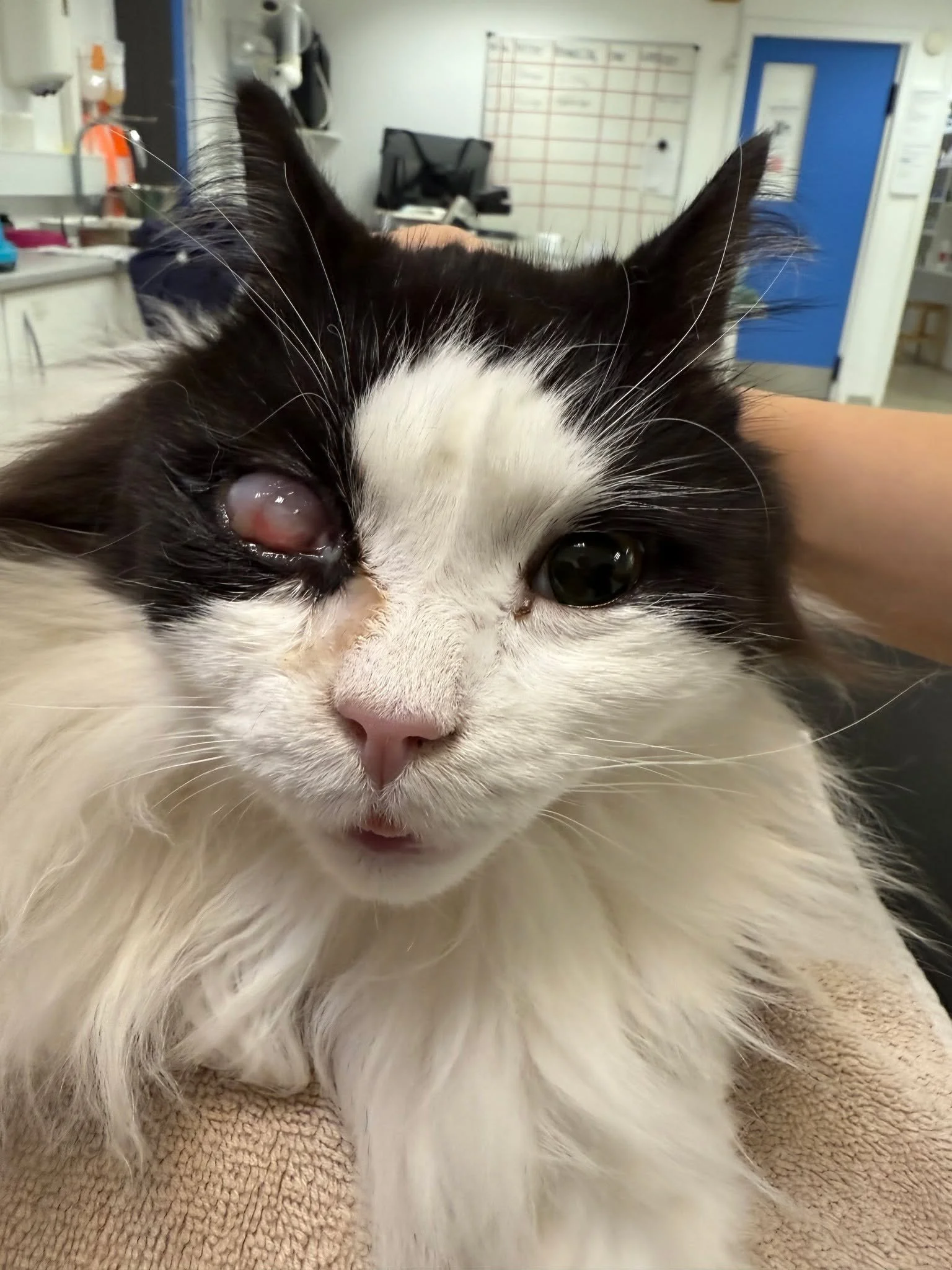 RANGO HAR F&Aring;ET FJERNET &Oslash;JET👀

Se sidste billede for resultat😺

Vi ved ikke hvad Rango har lavet for at skade sit &oslash;je, men ud skulle det og det gik super fint🐾Rango er en virkelig s&oslash;d kat der tog det hele i stiv arm💪han 
