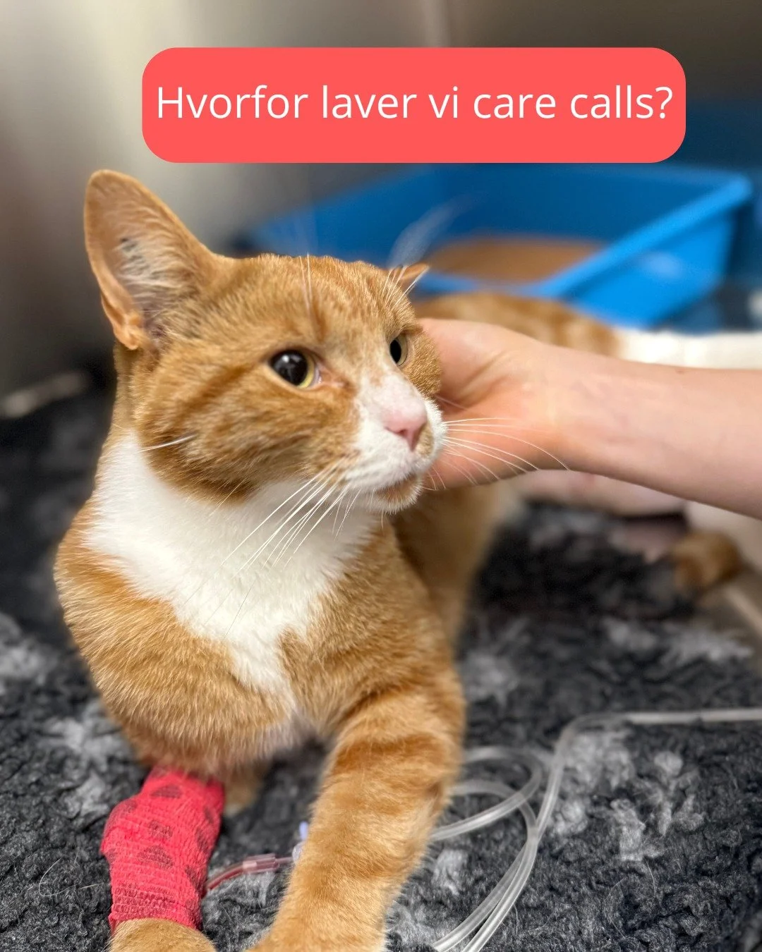 📞❤️Hvorfor laver vi care calls?❤️📞

I har m&aring;ske pr&oslash;vet at vi har ringet til jer og lavet et s&aring;kaldt care call🐾

Efter hver operation eller indl&aelig;ggelse s&oslash;rger vi for at f&oslash;lge op p&aring; dit k&aelig;ledyrs til