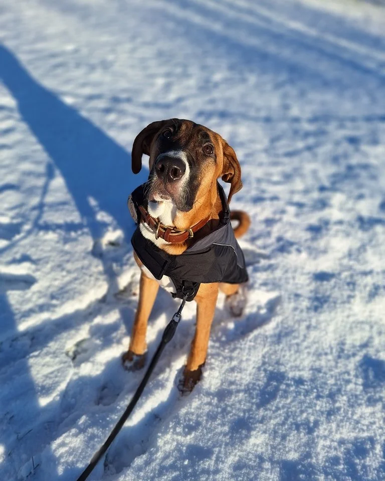 ❄️ VINTERVEJR = SALTE VEJE = &Oslash;MME POTER❄️
SPAR 15% P&Aring; POTEVOKS LIGE NU

Sne, sjap &ndash; og is&aelig;r salt &ndash; kan v&aelig;re h&aring;rdt for din hunds poter 🐕🐾
Salt kan udt&oslash;rre, irritere og give sm&aring; revner, som kan 
