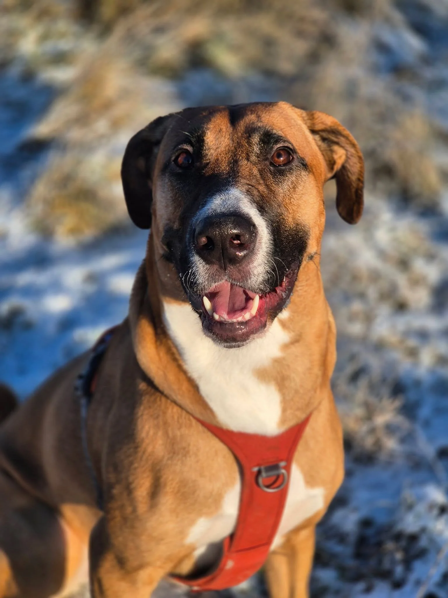 🌨❄☃ FOTOKONKURRENCE☃ ❄🌨

Vis os et billede af dit k&aelig;ledyr i sneen🐶🐱

Og vind 3 valgfrie godbidposer, 6 sm&aring; tyggeben eller 3 store tyggeben fra vores bland selv stand 

Smid et billede i kommentaren og v&aelig;r med i lodtr&aelig;kning