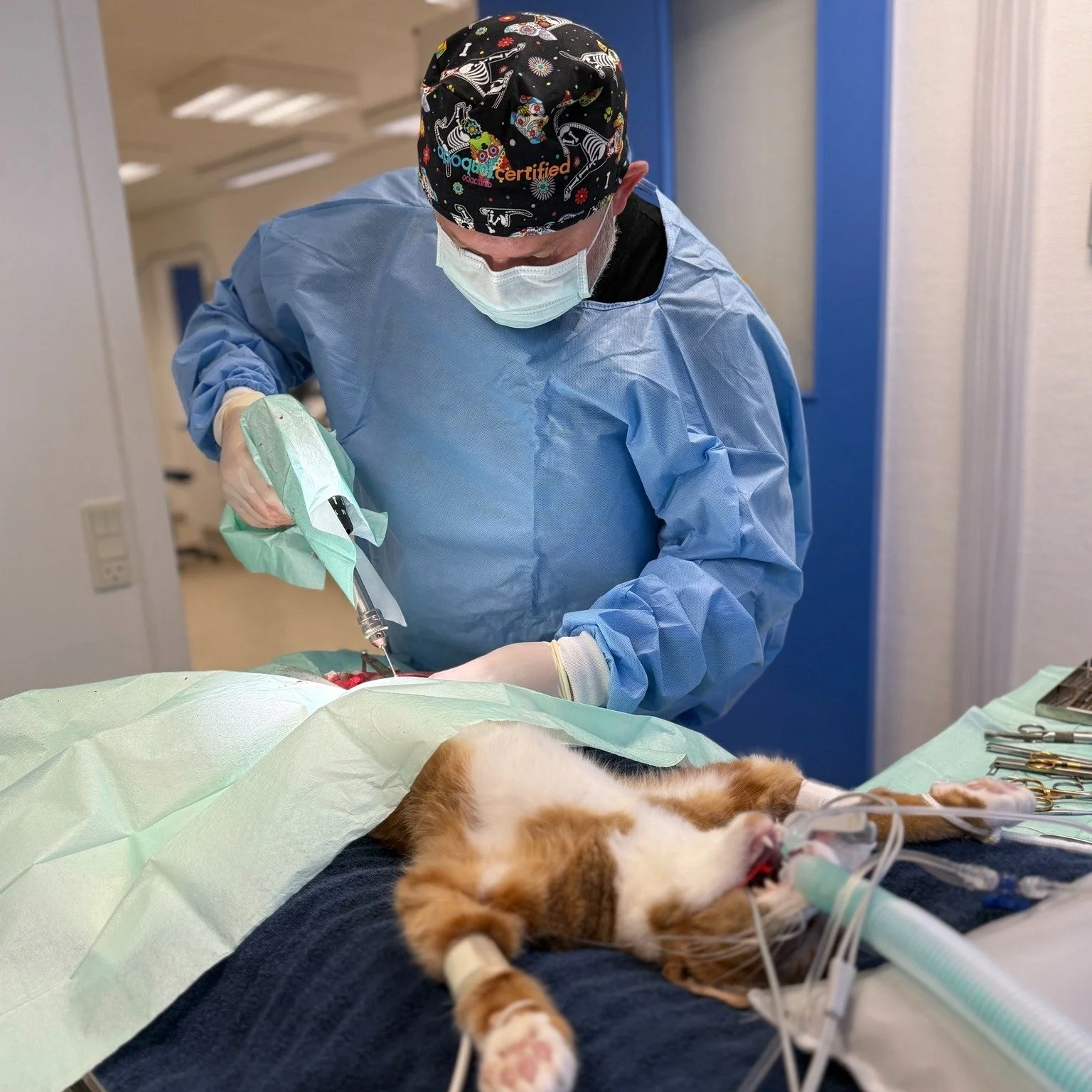 Mads har br&aelig;kket l&aring;rbensknoglen i bagbenet🥼💉🩹🩺
Han fik derfor sat det sammen, hvor dyrl&aelig;ge Jesper opererede 🐾
Vi ved ikke hvad Mads har lavet, men mist&aelig;nker at han er blevet k&oslash;rt ned
Mads er en utrolig sej og s&osl