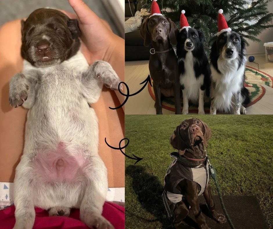 ✨Husker i Susannes hvalp som manglede et nyt navn?✨

Vi skal hilse fra Susanne og sige tak for alle de fine forslag til navne til hendes nye hvalp. 
Valget faldt p&aring; Aiko, et navn der passer perfekt til den lille spring b&oslash;nne 🤩

Han er e