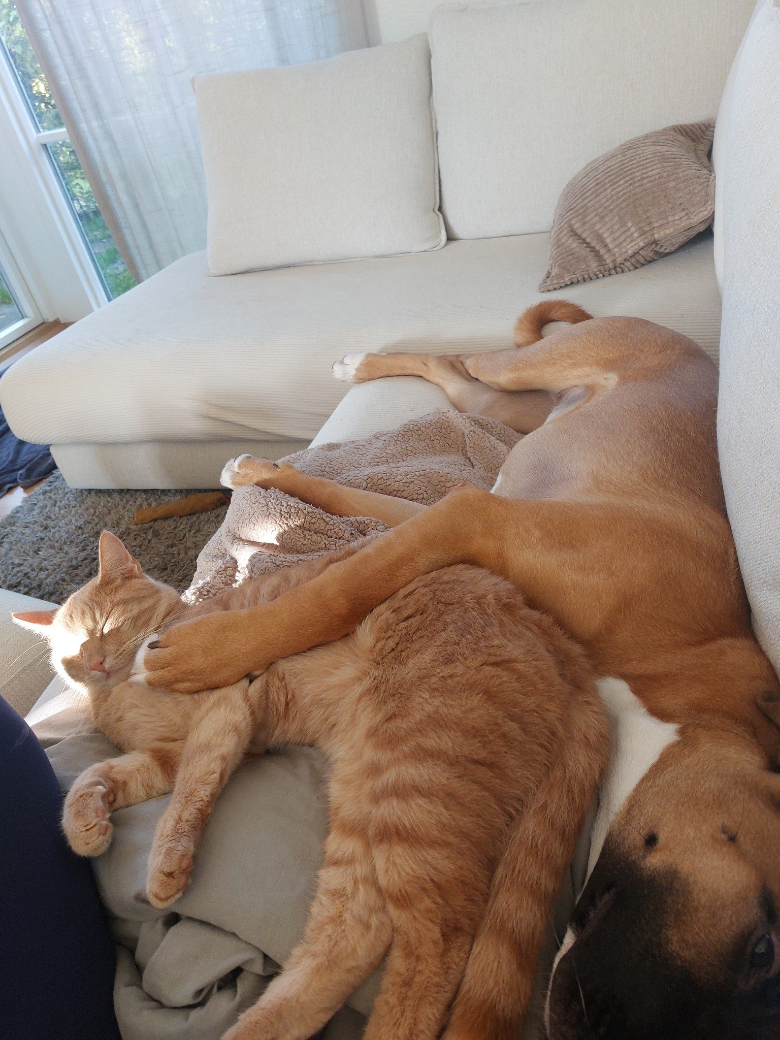 ❤️VALENTINS DAG❤️

Lad os sammen fejrer valentins dag🌹

L&aelig;g et billede i kommentaren at jeres k&aelig;ledyr og deres k&aelig;rlighed til hinanden

Og v&aelig;r med i lodtr&aelig;kningen om 3 store valgfrie tyggeben eller 6 sm&aring; fra vores 