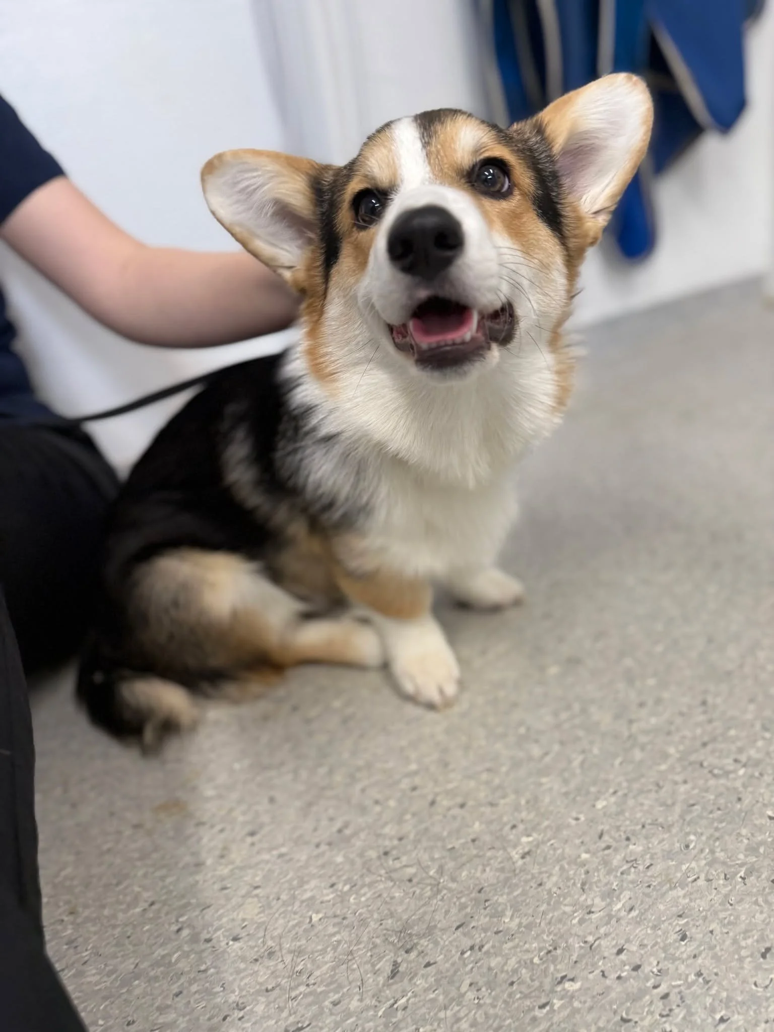 🐾 Mange hunde med d&aring;rlig mave for tiden ! Pas p&aring; symptomerne 🐾

For nylig havde vi bes&oslash;g af Frankie, som desv&aelig;rre havde d&aring;rlig mave. Han blev indlagt til blodpr&oslash;ver og v&aelig;skebehandling og heldigvis er Fran