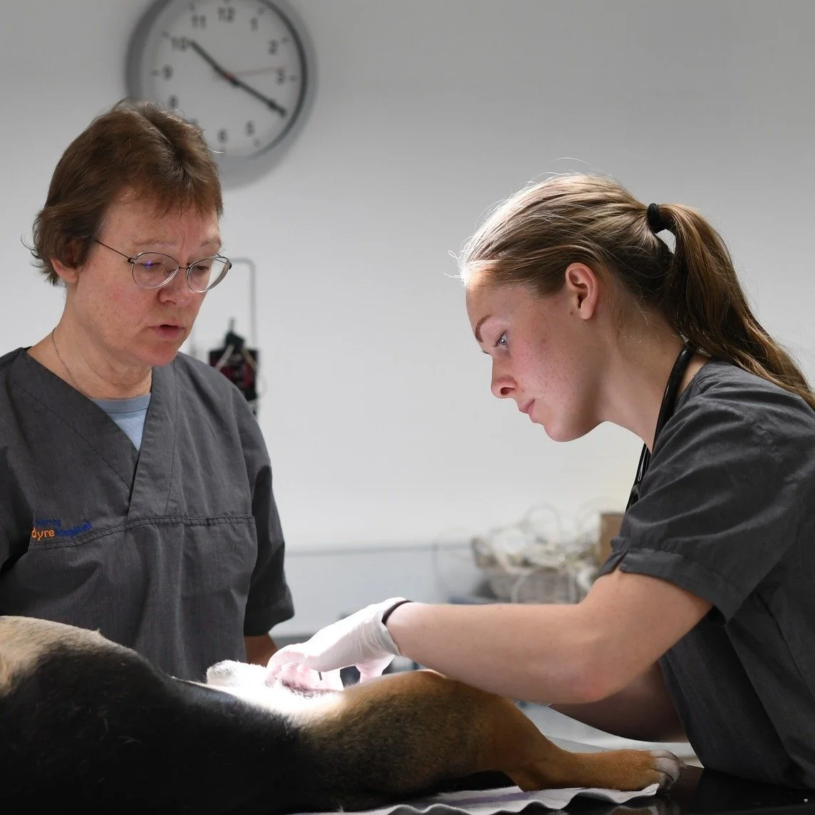 🐾 Smertefri behandling🐾

Hos Herning Dyrehospital ved vi, at smerte kan g&oslash;re dyrl&aelig;gebes&oslash;g ubehagelige og stressende for dit dyr. Derfor arbejder vi altid med principperne for multimodal smertebehandling. Det vil sige, at vi angr