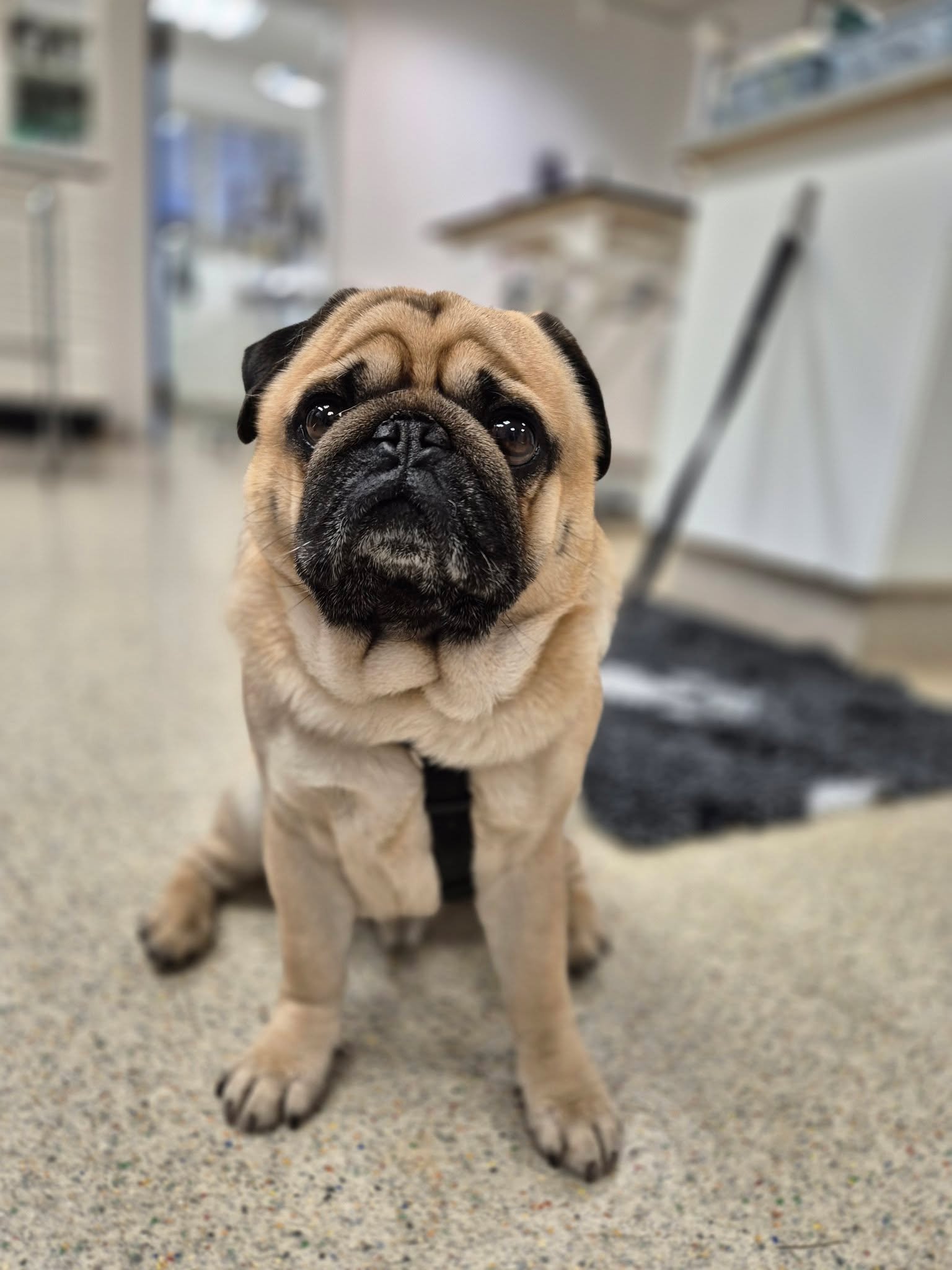 Bentley fik bugt med tilbagevendende analkirtelbet&aelig;ndelse

Bentley blev henvist til os fra en anden dyrl&aelig;geklinik, da han gennem l&aelig;ngere tid havde d&oslash;jet med gentagne bet&aelig;ndelser i analkirtlerne. Trods behandling vendte 