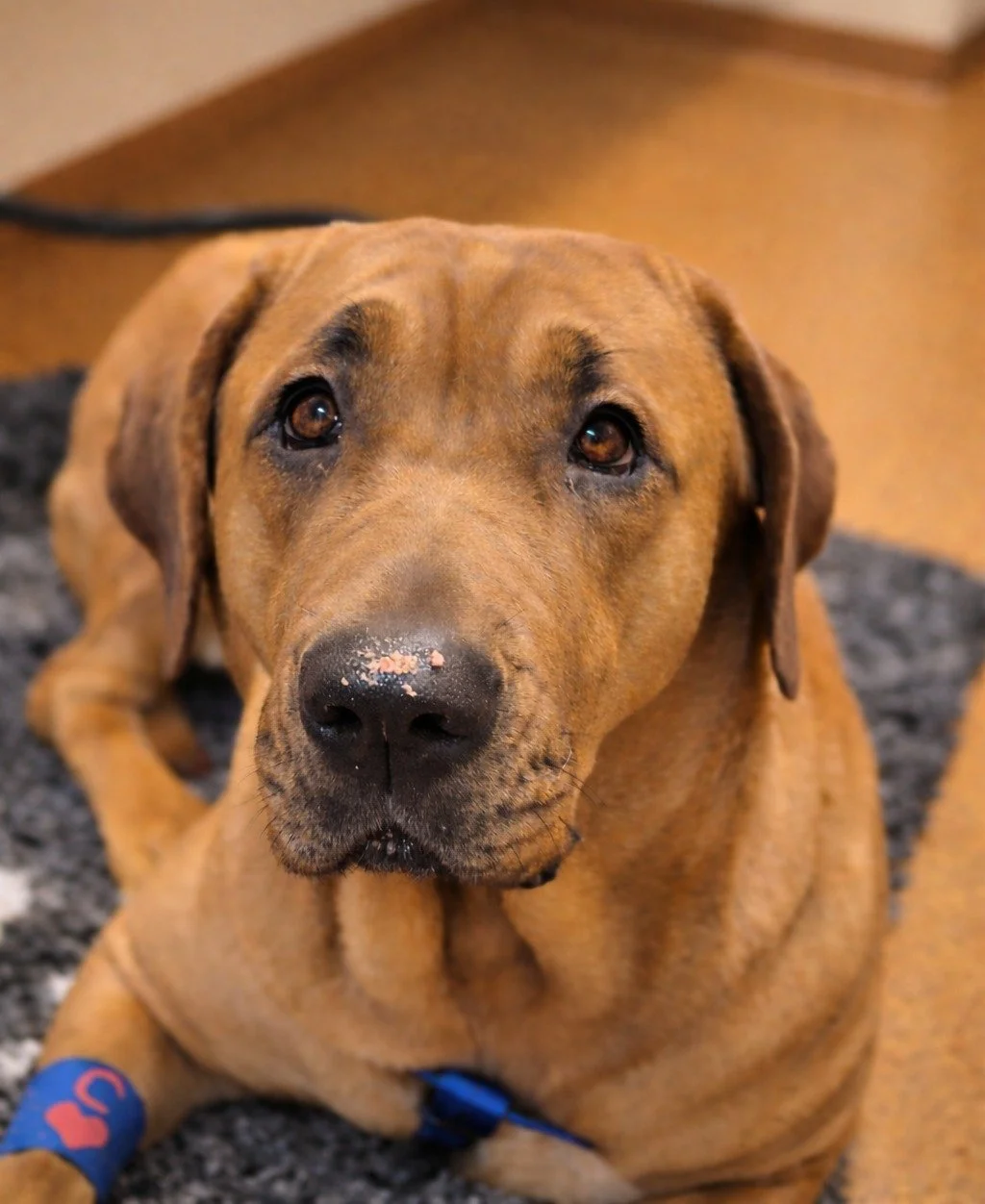 🐾Vi har de s&oslash;deste patienter🐾
M&aring; vi se jeres s&oslash;de k&aelig;ledyr?🐕&zwj;🦺🐈

L&aelig;g et billede i kommentaren af din hund eller kat og v&aelig;r med i konkurrencen om at vinde 3 godbidposer eller tyggeben fra vores bland selv 