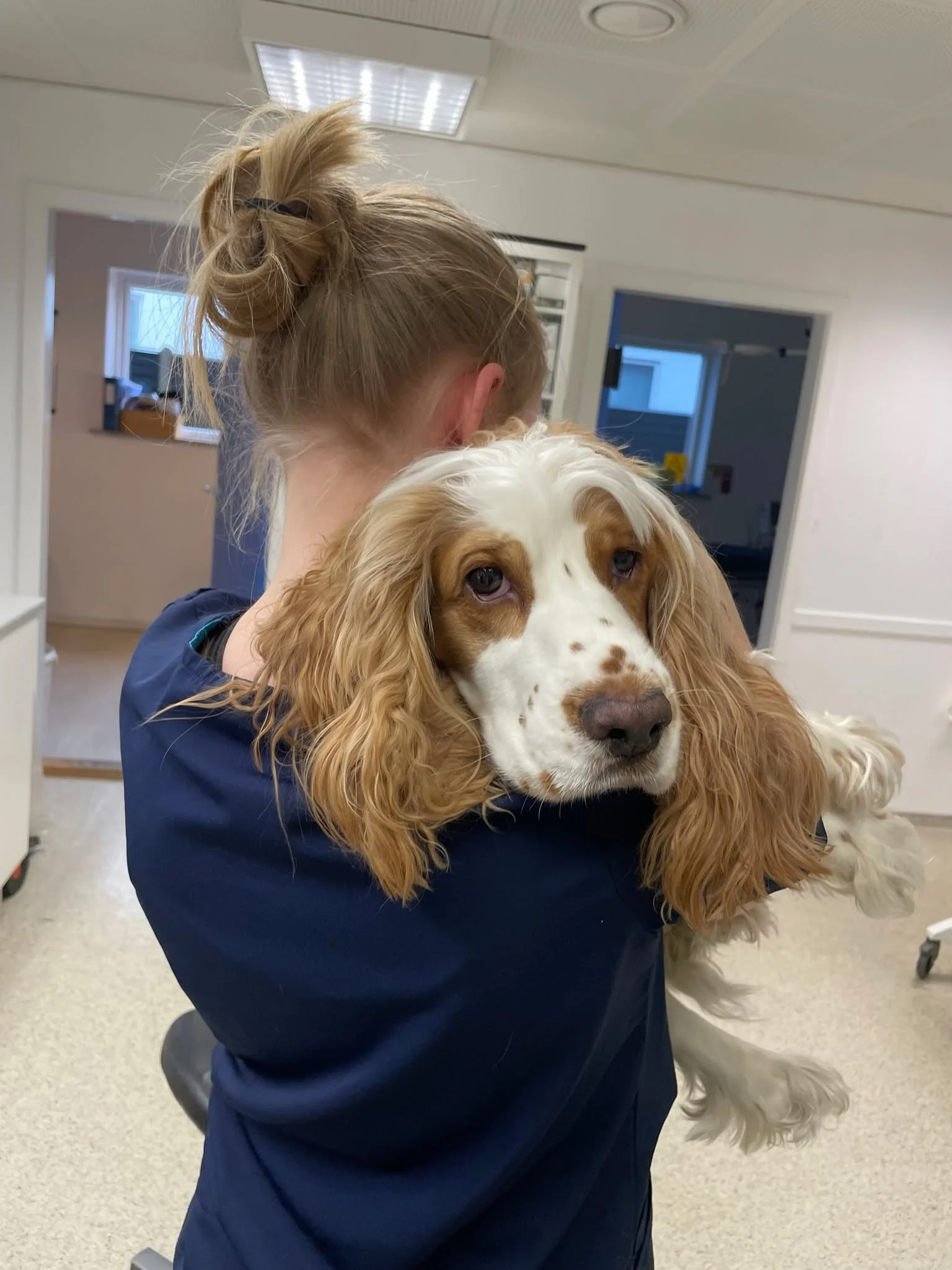 N&aring;r I afleverer jeres k&aelig;ledyr hos os, ved vi godt, at det kan v&aelig;re med en lille klump i maven ❤️ ❤️&zwj;🩹

For mange hunde (og ejere!) kan det v&aelig;re en stor oplevelse at komme ind til os. Nye dufte, nye lyde og nye mennesker k