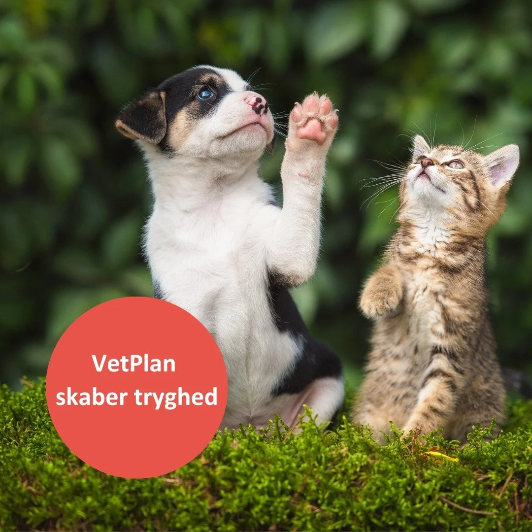 ❤HVORFOR V&AElig;LGE VETPLAN?❤

Har du pr&oslash;vet at regne p&aring;, hvad du &aring;rligt giver for vaccination, foder, negleklip osv.? M&aring;ske du kan spare penge her👇

💚😻🐶HER ER HVAD DU FOR INKLUDERET I PRISEN:

1 &aring;rlig sundhedsunde