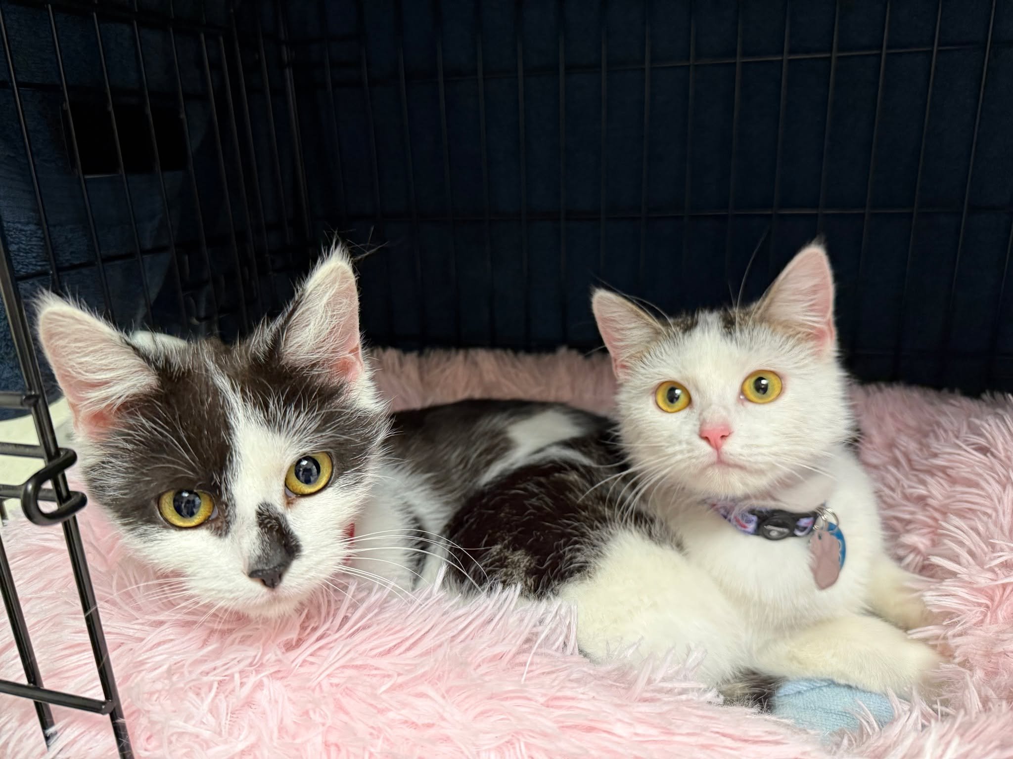 😻YANKIE &amp; BOUNTY ER BLEVET STERILISERET 😻

De to charmerende pelsklumper har v&aelig;ret forbi klinikken og alt er heldigvis g&aring;et lige efter bogen 💙

Selvom det kan v&aelig;re en stor dag for b&aring;de dyr og ejere, klarede Yankie og Bo
