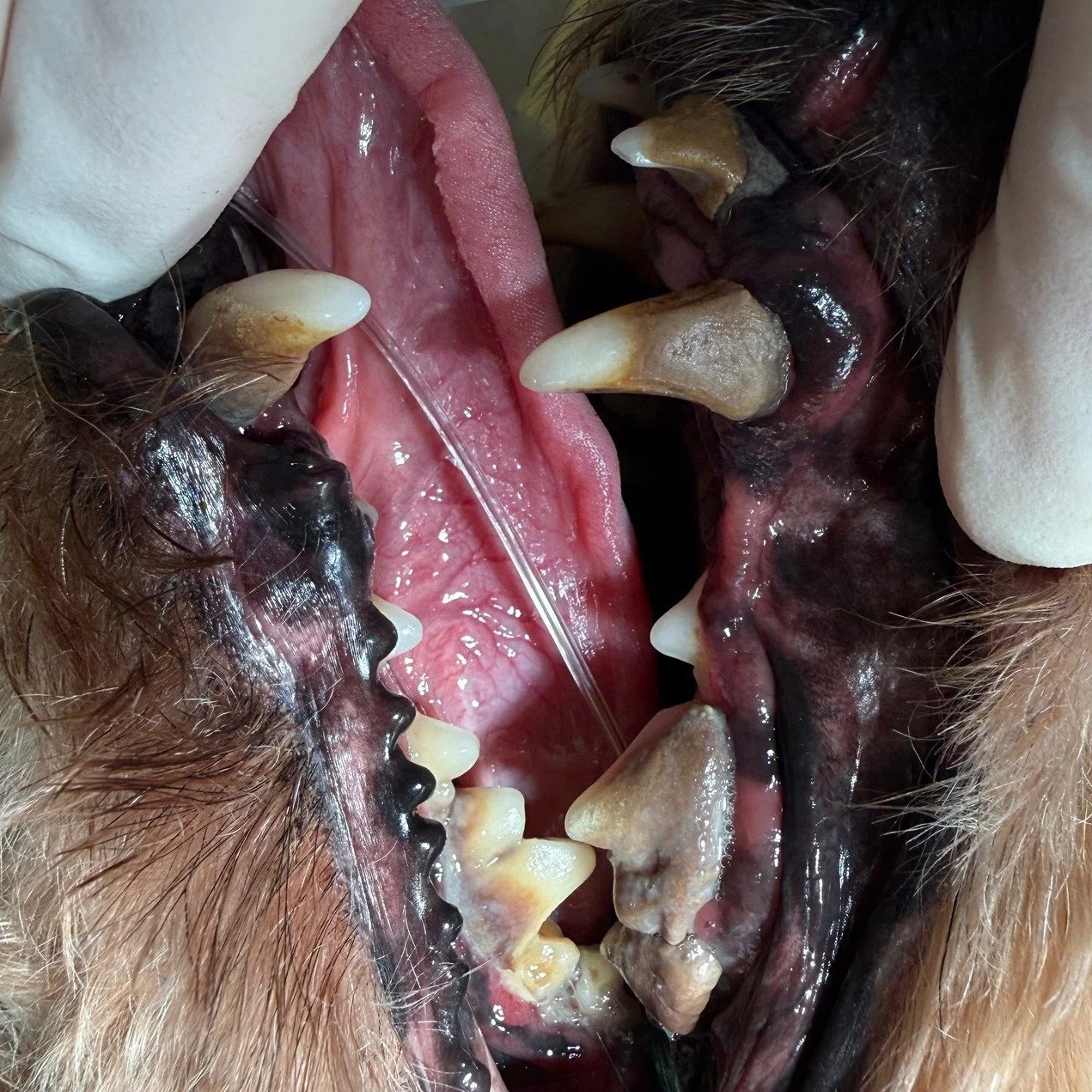 🦷 Pas godt p&aring; dit k&aelig;ledyrs t&aelig;nder &ndash; det kan g&oslash;re en stor forskel for deres helbred 🐶🐱

Book tid til et tandtjek🪥

Mange hunde og katte lider i stilhed af tandproblemer, og det er desv&aelig;rre ofte noget, der f&osl