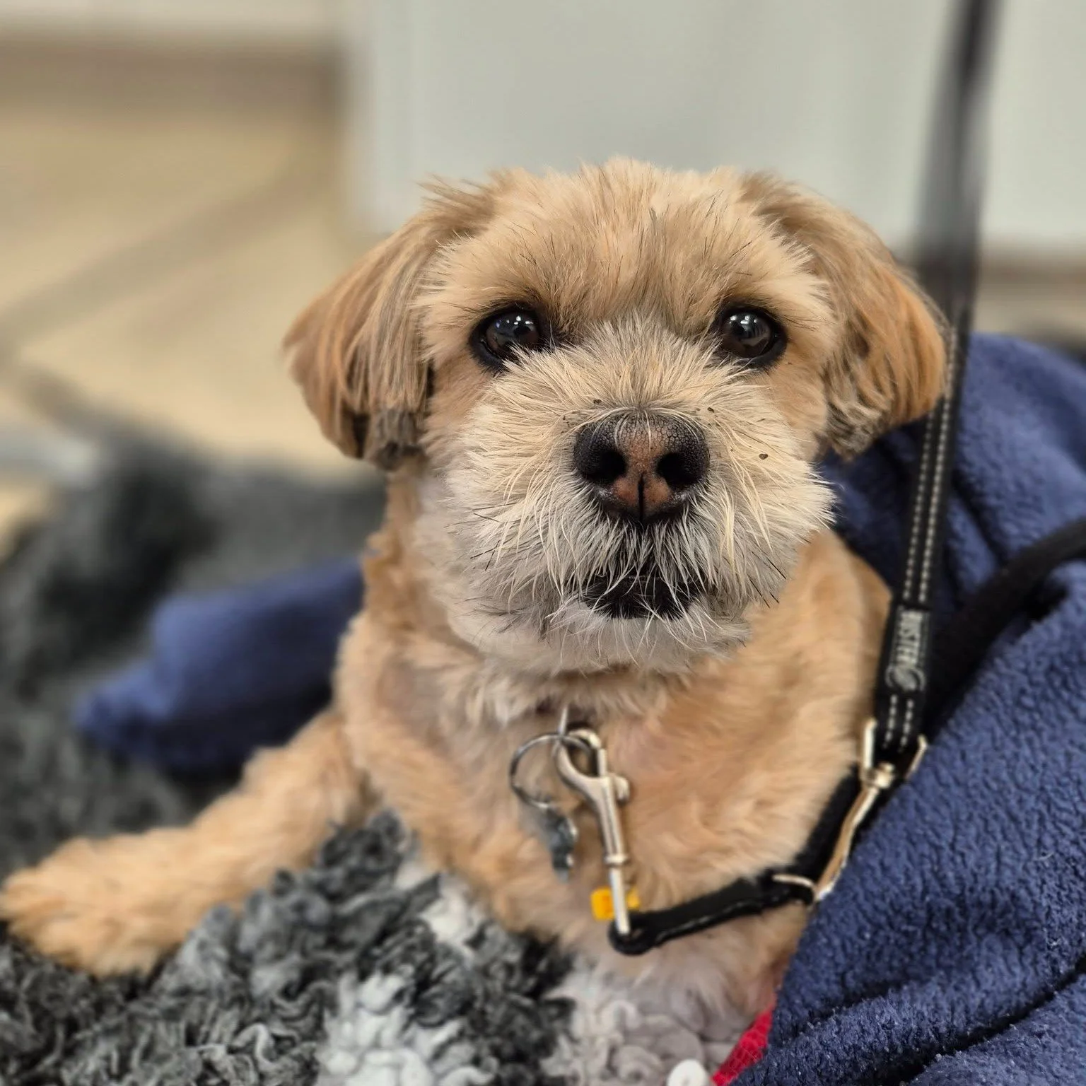 🐾Lille Bonnie med den meget store cyste❤

S&oslash;de lille Bonnie blev akut syg med livmoderbet&aelig;ndelse og m&aring;tte hurtigt opereres. Under operationen fandt vi en meget stor cyste p&aring; Bonnies ene &aelig;ggestokke- faktisk s&aring; sto