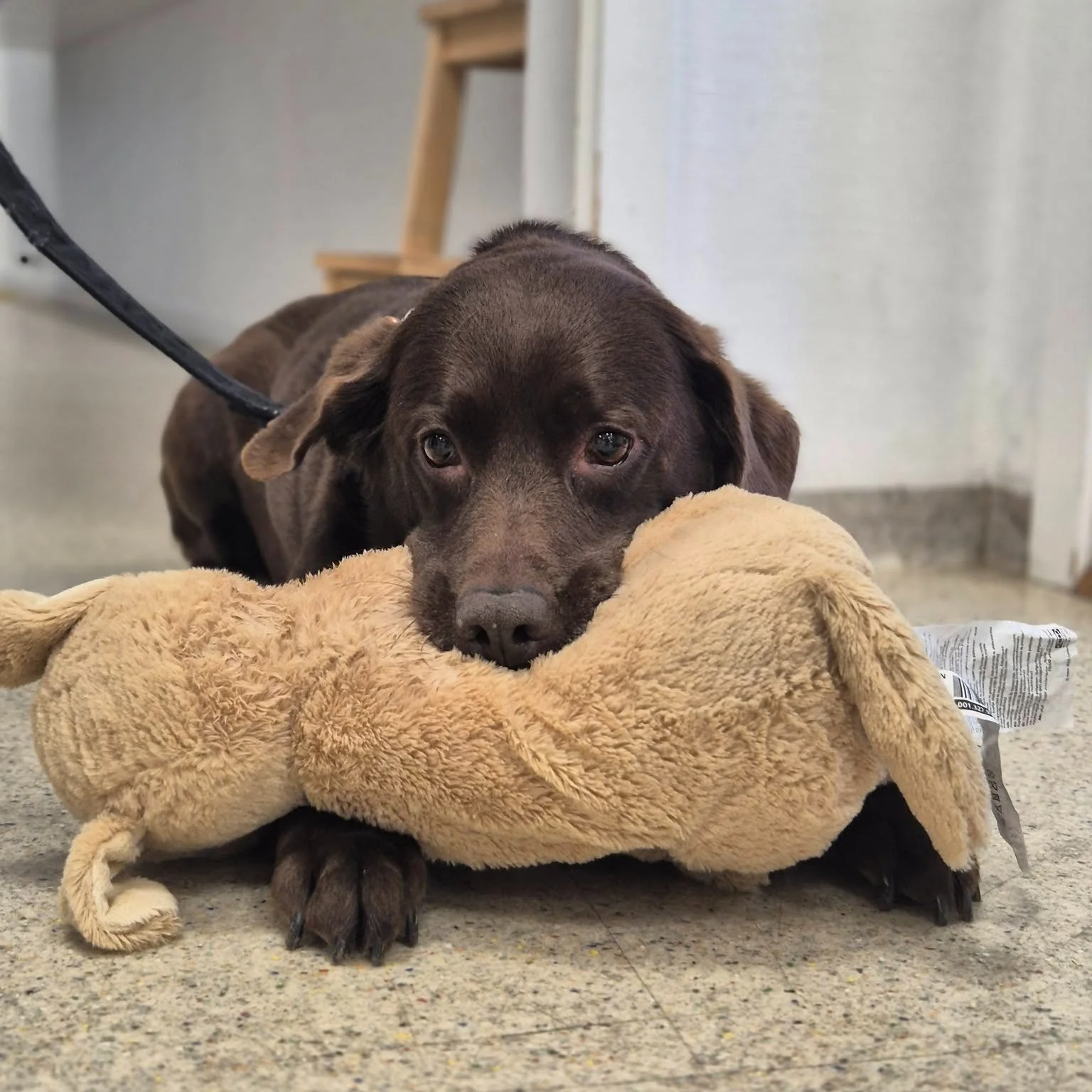 Nogle bes&oslash;g p&aring; dyrehospitalet er lidt sv&aelig;rere end andre 🧡

Forleden havde vi bes&oslash;g af s&oslash;de Frida. Hun var desv&aelig;rre ikke helt p&aring; toppen og det var ogs&aring; lidt overv&aelig;ldende at v&aelig;re hos os. H