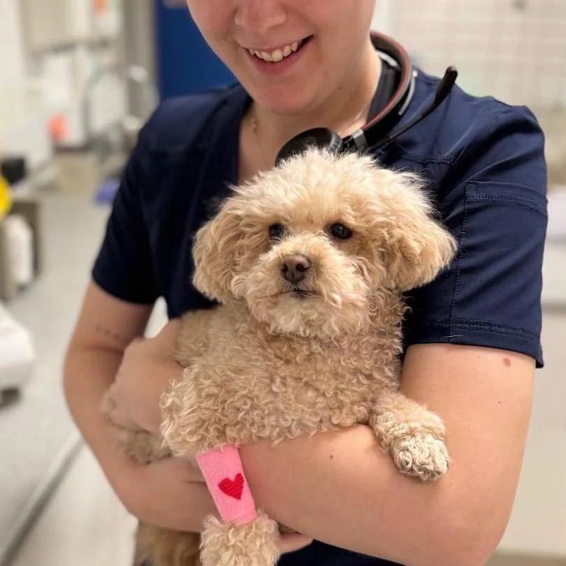 Vores s&oslash;de patienter fortjener lige lidt opm&aelig;rksomhed 🐾❤️

Vi elsker at m&oslash;de alle de sk&oslash;nne pelsede personligheder hos os hver eneste dag, store som sm&aring; 🐶🐱
Her er et lille kig p&aring; nogle af vores firbenede venn
