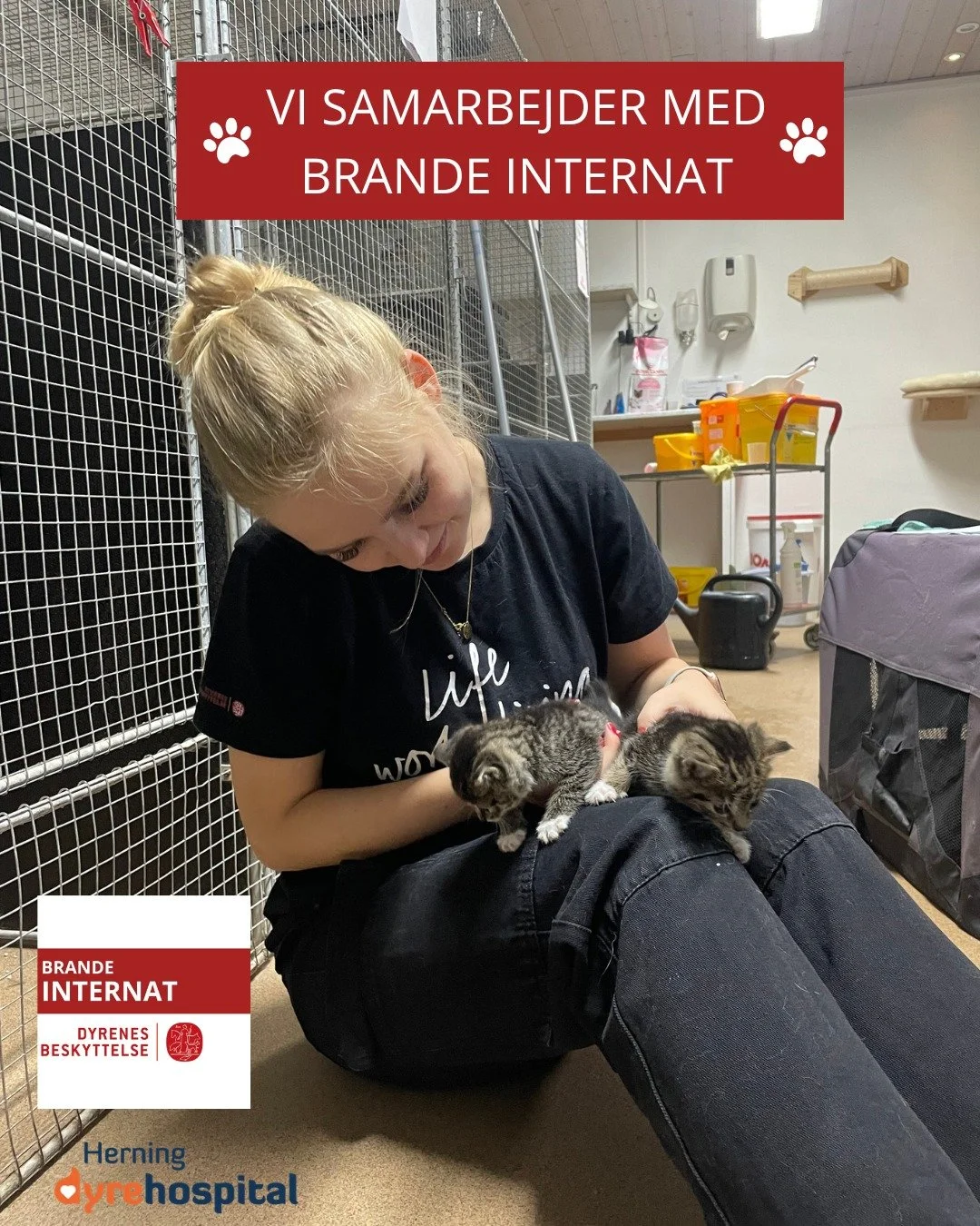 😻VIDSTE I AT VI SAMARBEKDER MED DYRENES BESKYTTELSE OG BRANDE INTERNAT?😻

Vi unders&oslash;ger plejekillinger og hunde fra internatet, inden de formidles til nye hjem. P&aring; den m&aring;de er vi med til at sikre, at dyrene f&aring;r den bedst mu
