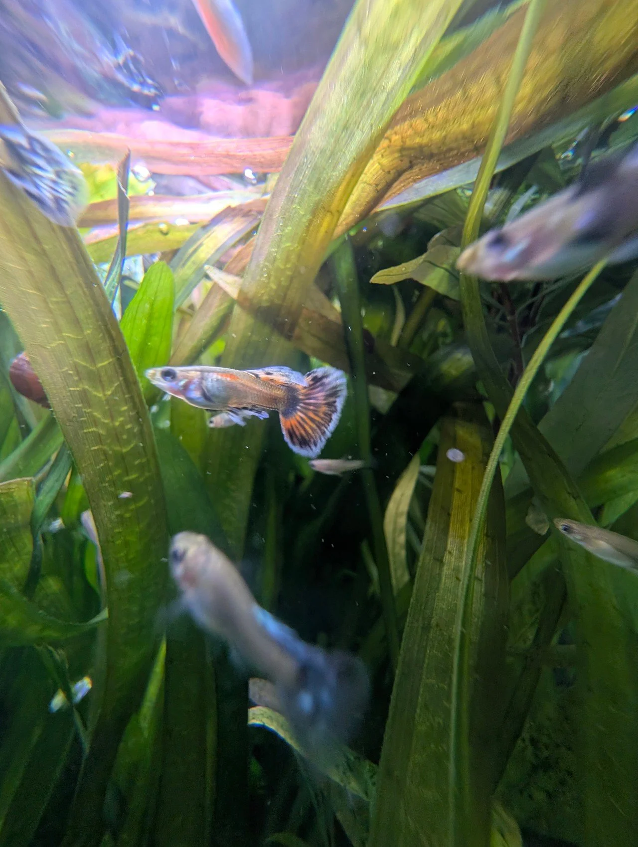 10 Rare Guppy Fry Mix (Dumbos, Pink Grass, Mosaics, Moscows, & More)