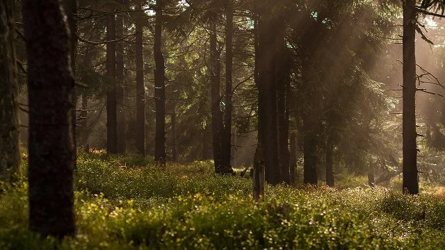 Die Frau Im Wald