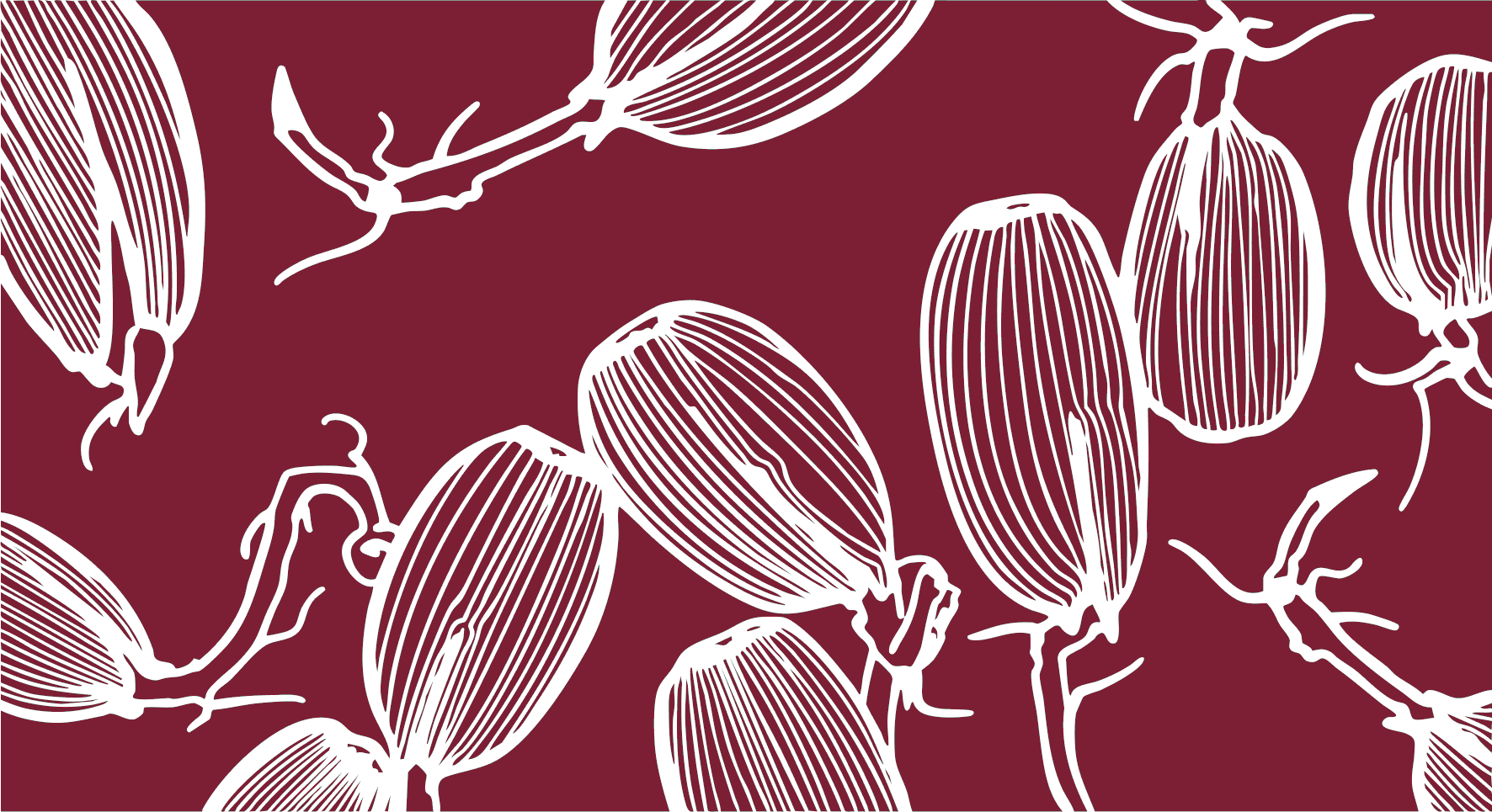 Weiß umrissene botanische Illustration auf burgunderrotem Hintergrund, bestehend aus mehreren großen, ovalen Samen oder Nüssen mit fein vertikalen Linien, verbunden durch dünne Zweige.