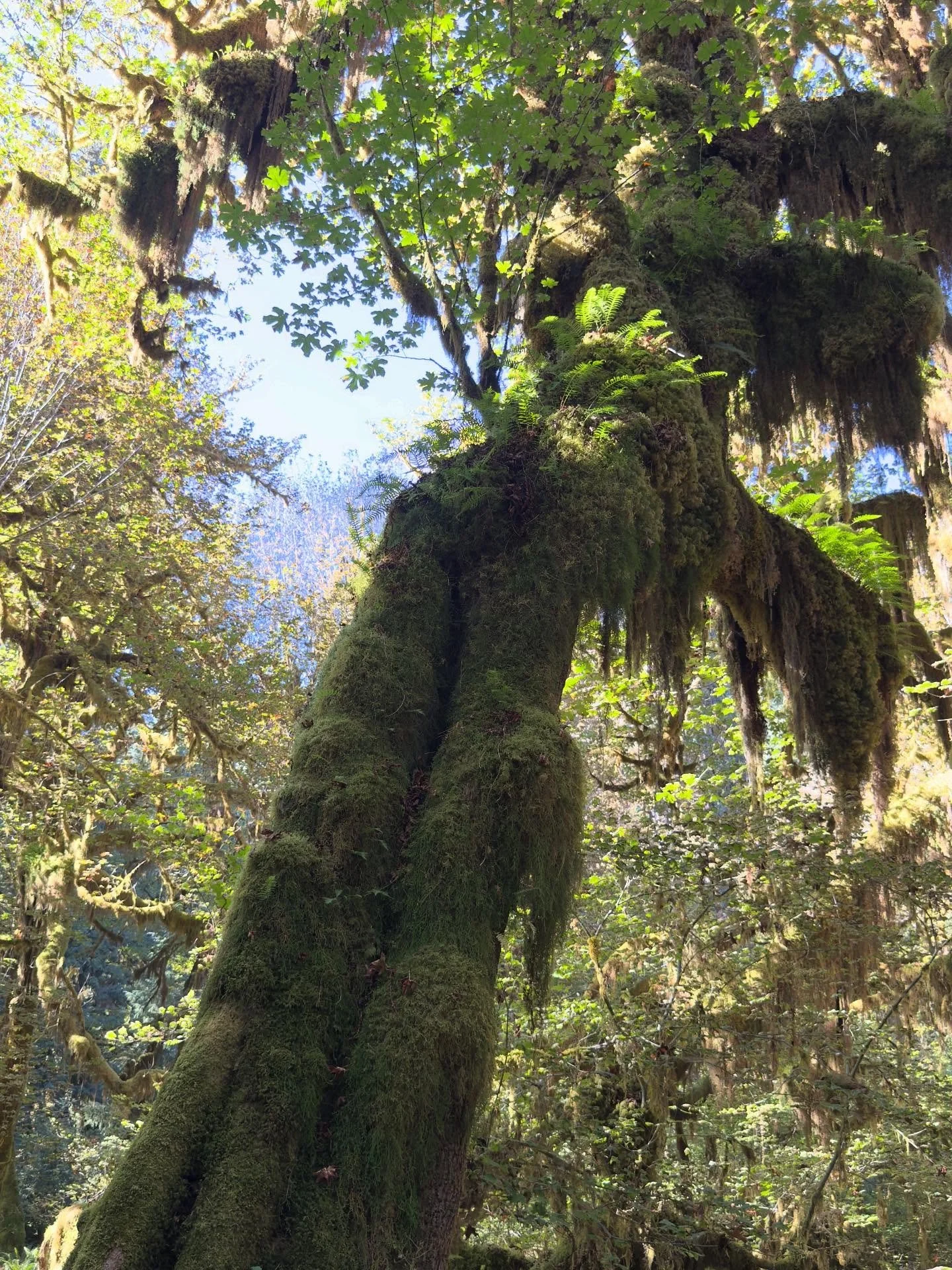 Exploring Olympic National Park was unforgettable. Walking through the Hoh Rainforest feels like stepping into another world, surrounded by ancient moss-covered giants. After hiking out to Sol Duc Falls, soaking in the Sol Duc Hot Springs was the per