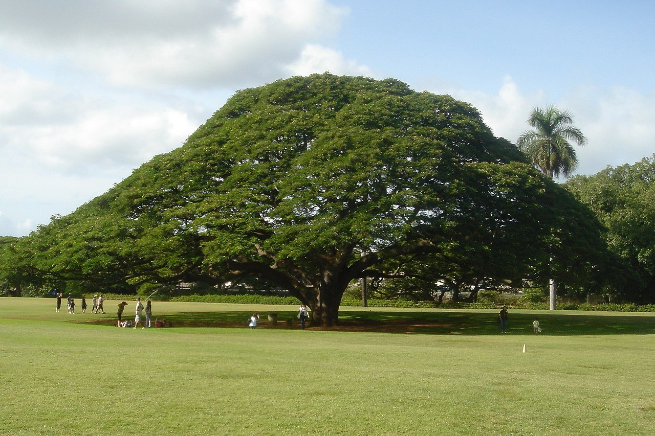 A large, green, leafy tree stands in the middle of a grassy field with people gathered around its trunk. There are smaller trees and a cloudy sky in the background.